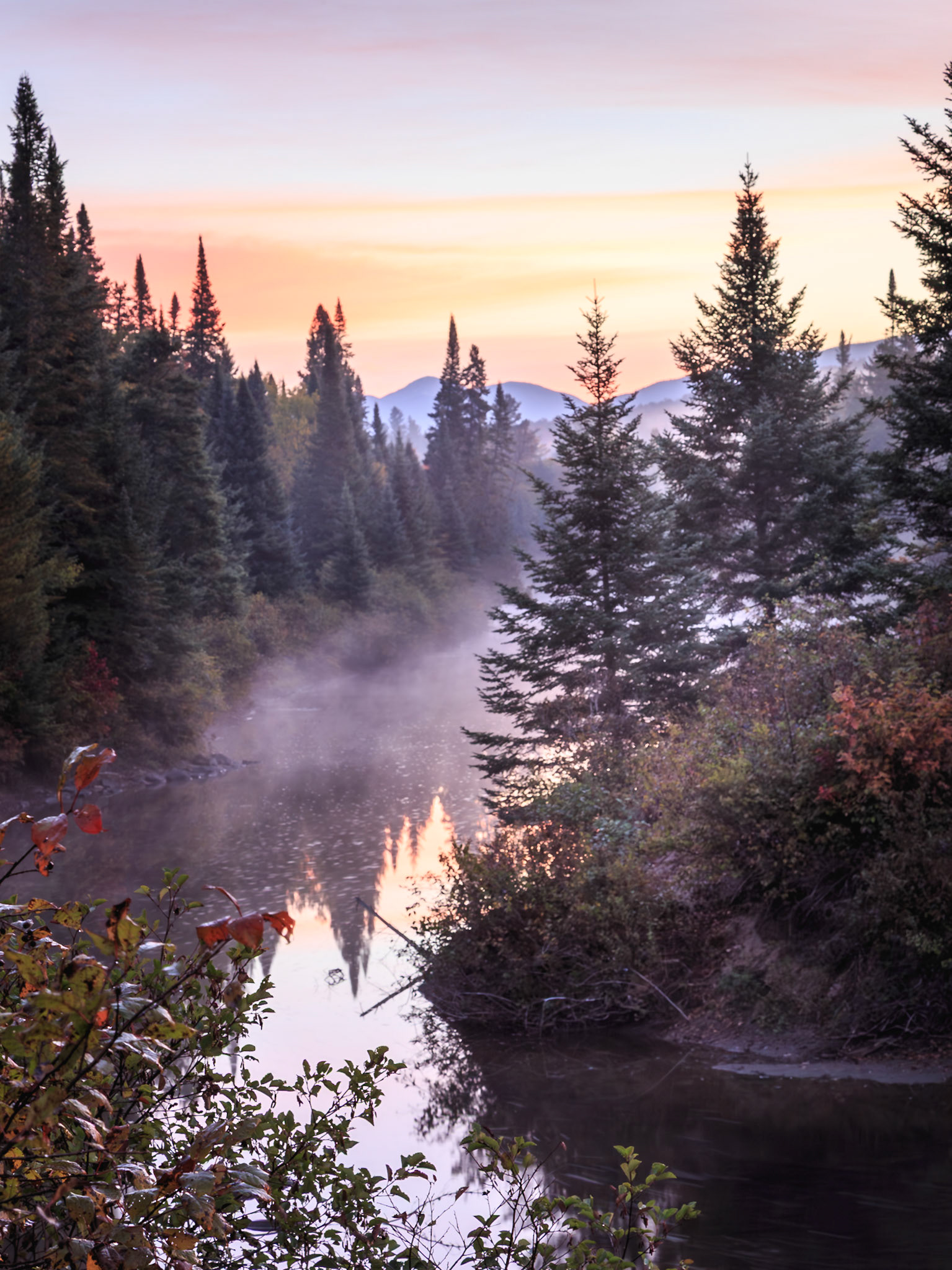 Early golden glow of sunrising over river and pine trees