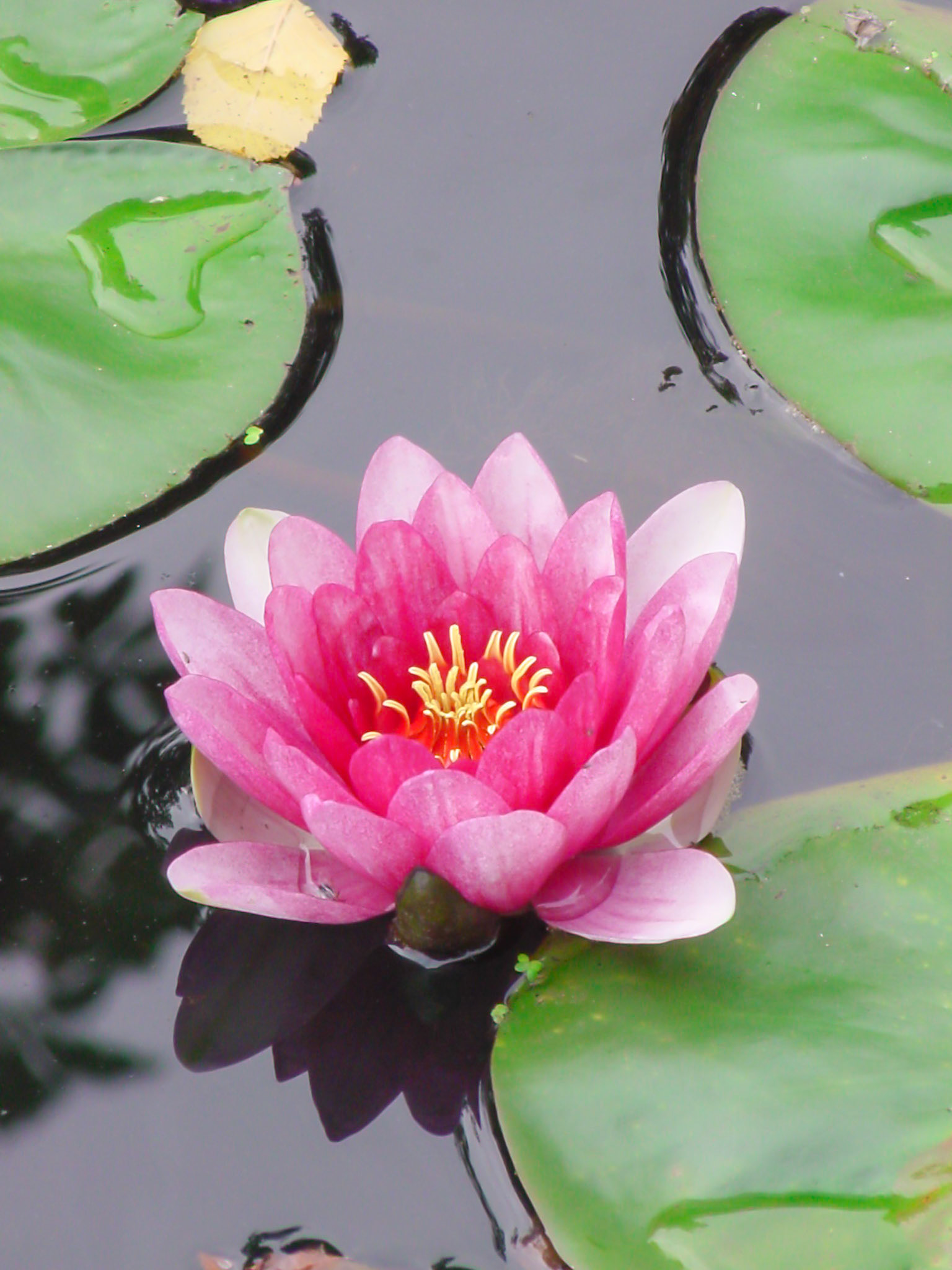 Pink Water lily surrounded by lilypads