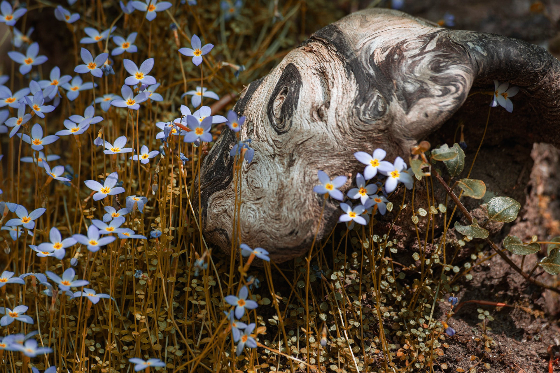 Wild Flowers