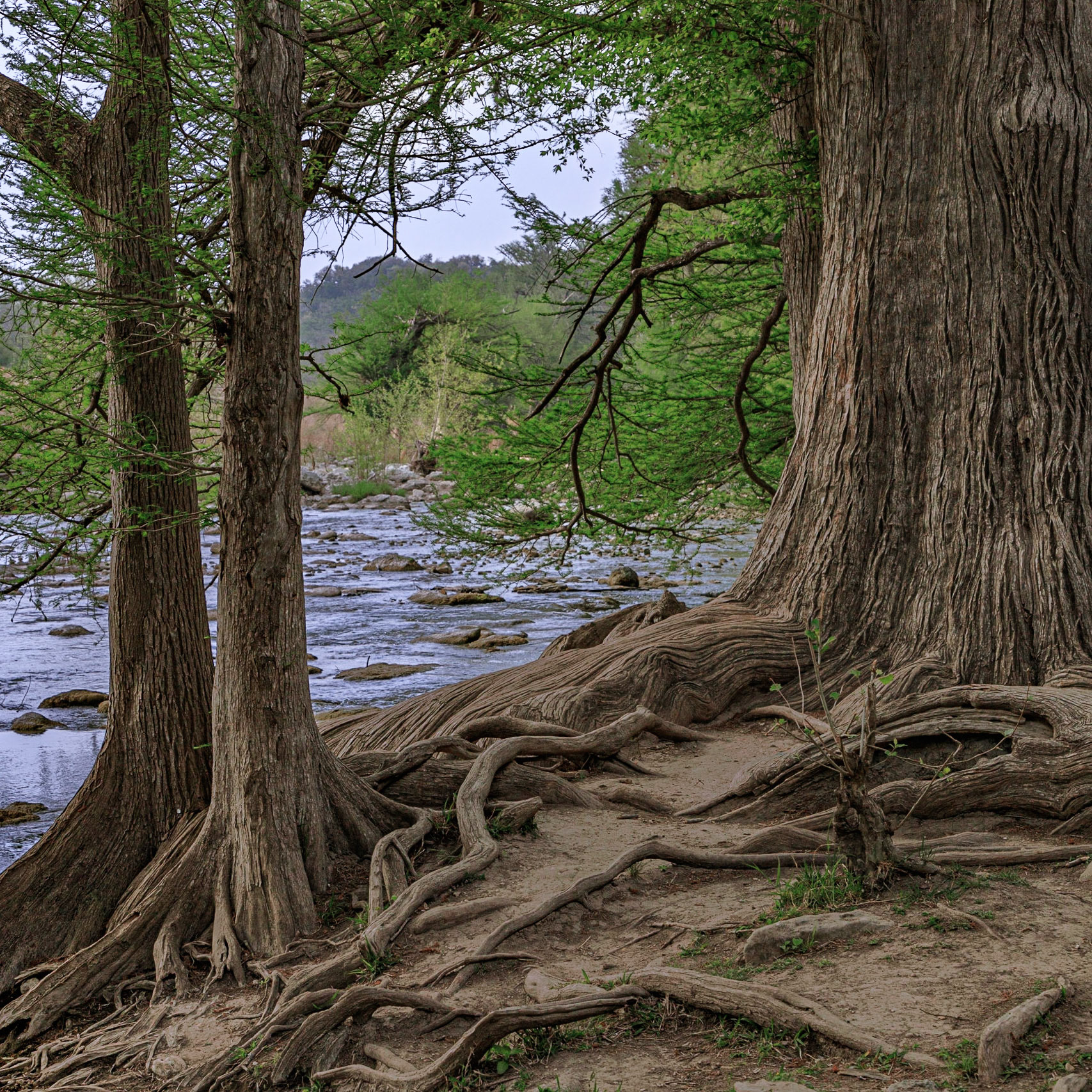 Along the Guadalupe River
