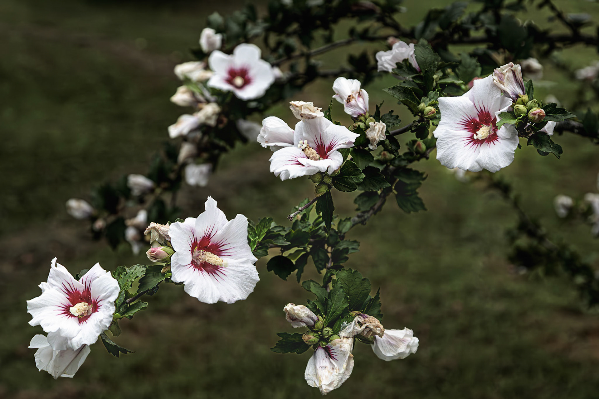 Out my window a beautiful look at a limb of the Rose of Sharon