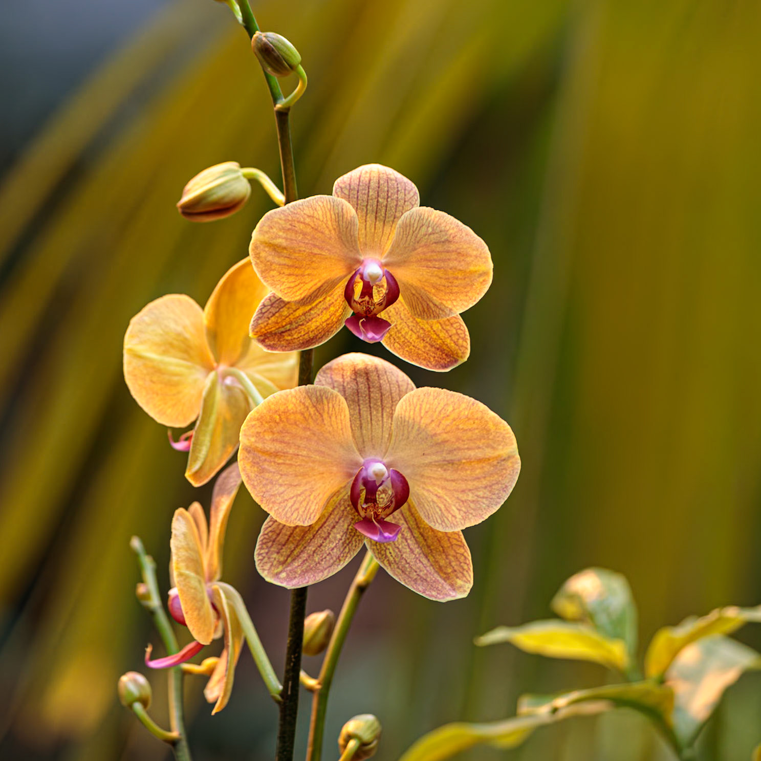 Orchid