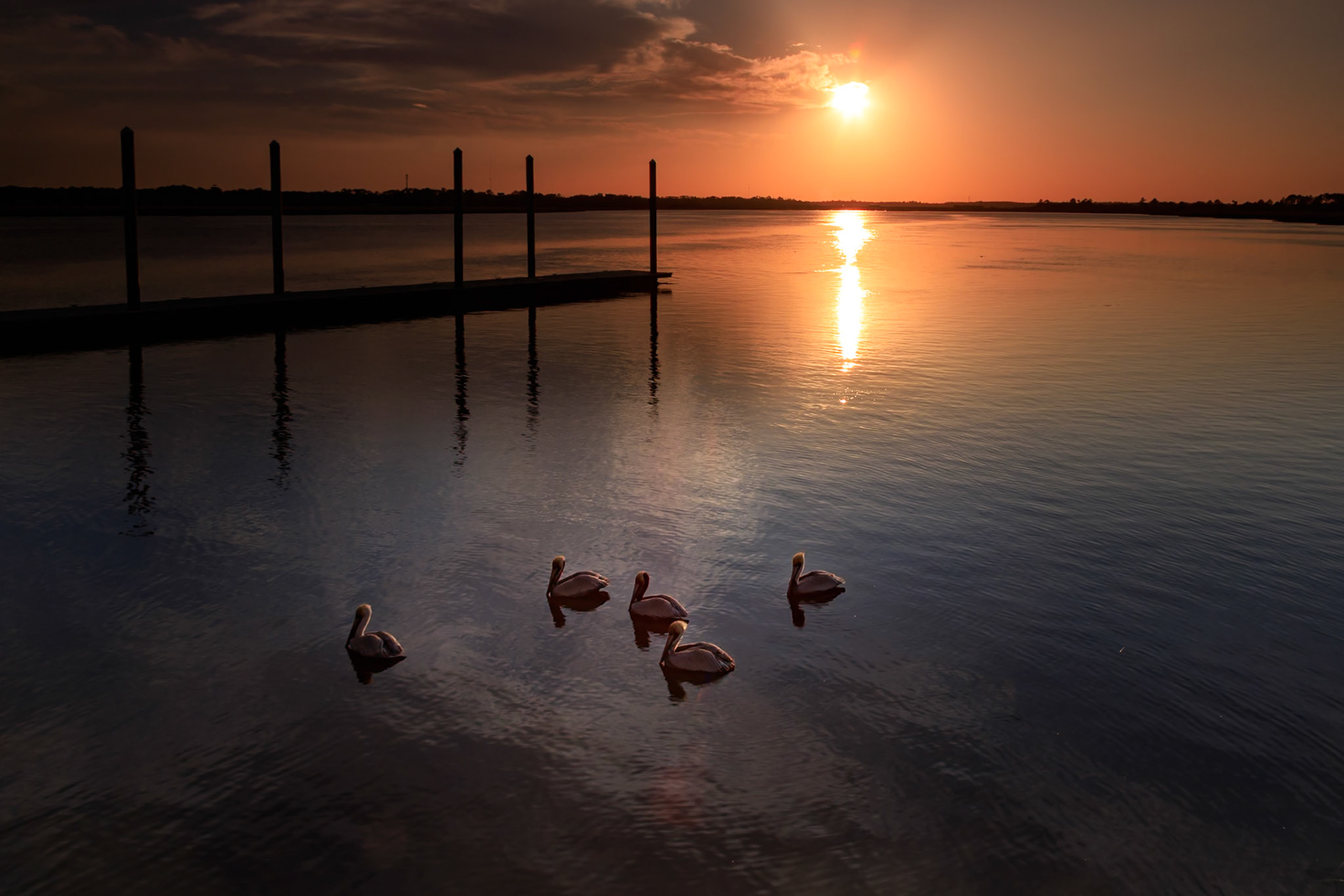 Pelicans in the shadows of the sunset