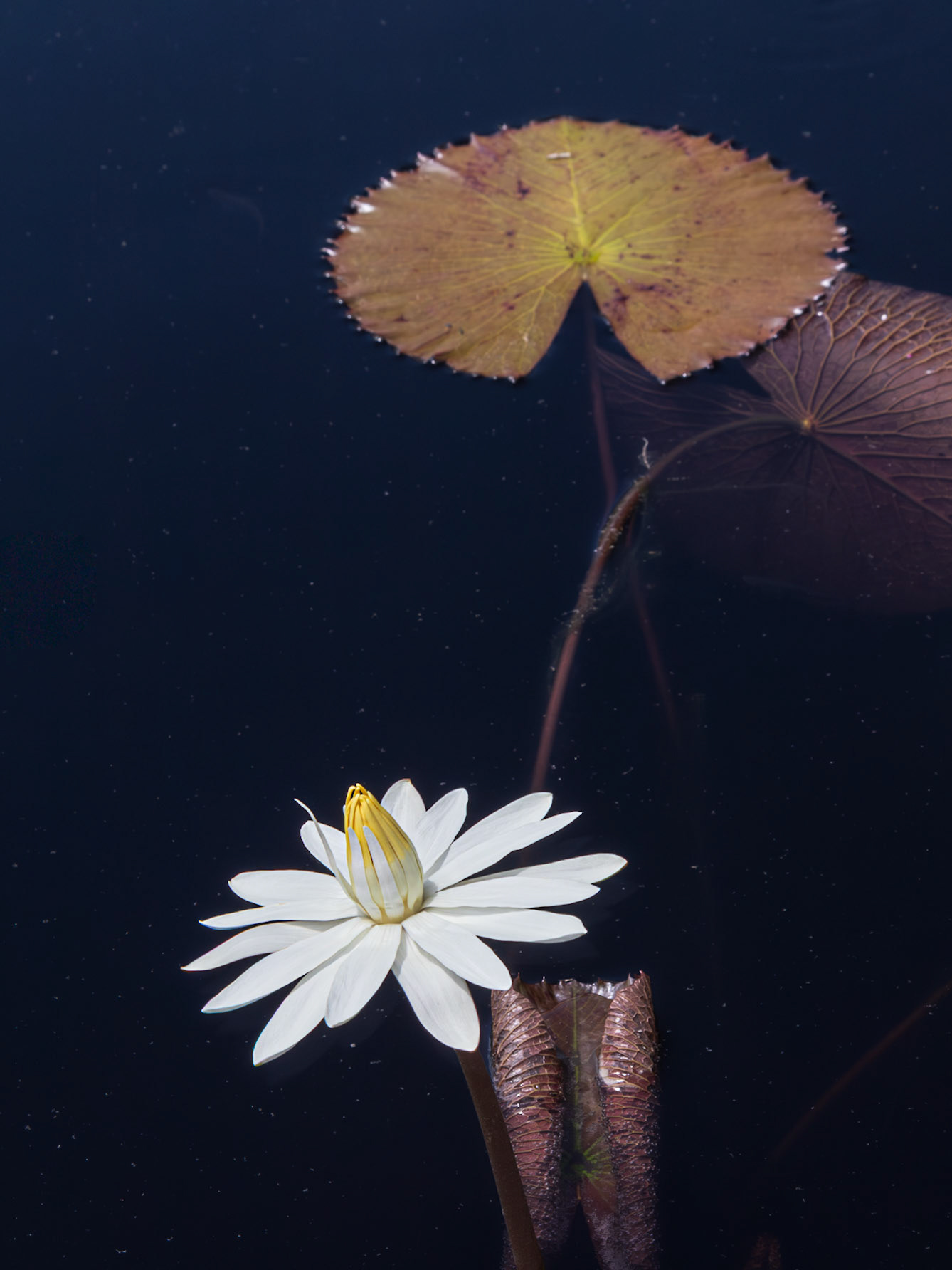 a bright white lilly with a yellow bud closed tight floating on blue-black water