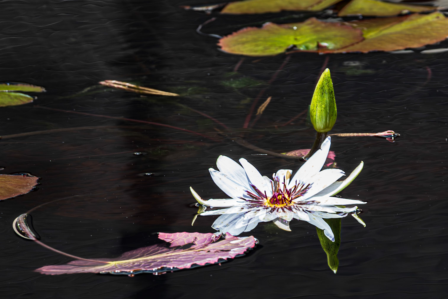 A white water lilly, purple leaf, and green bud floating on dark water