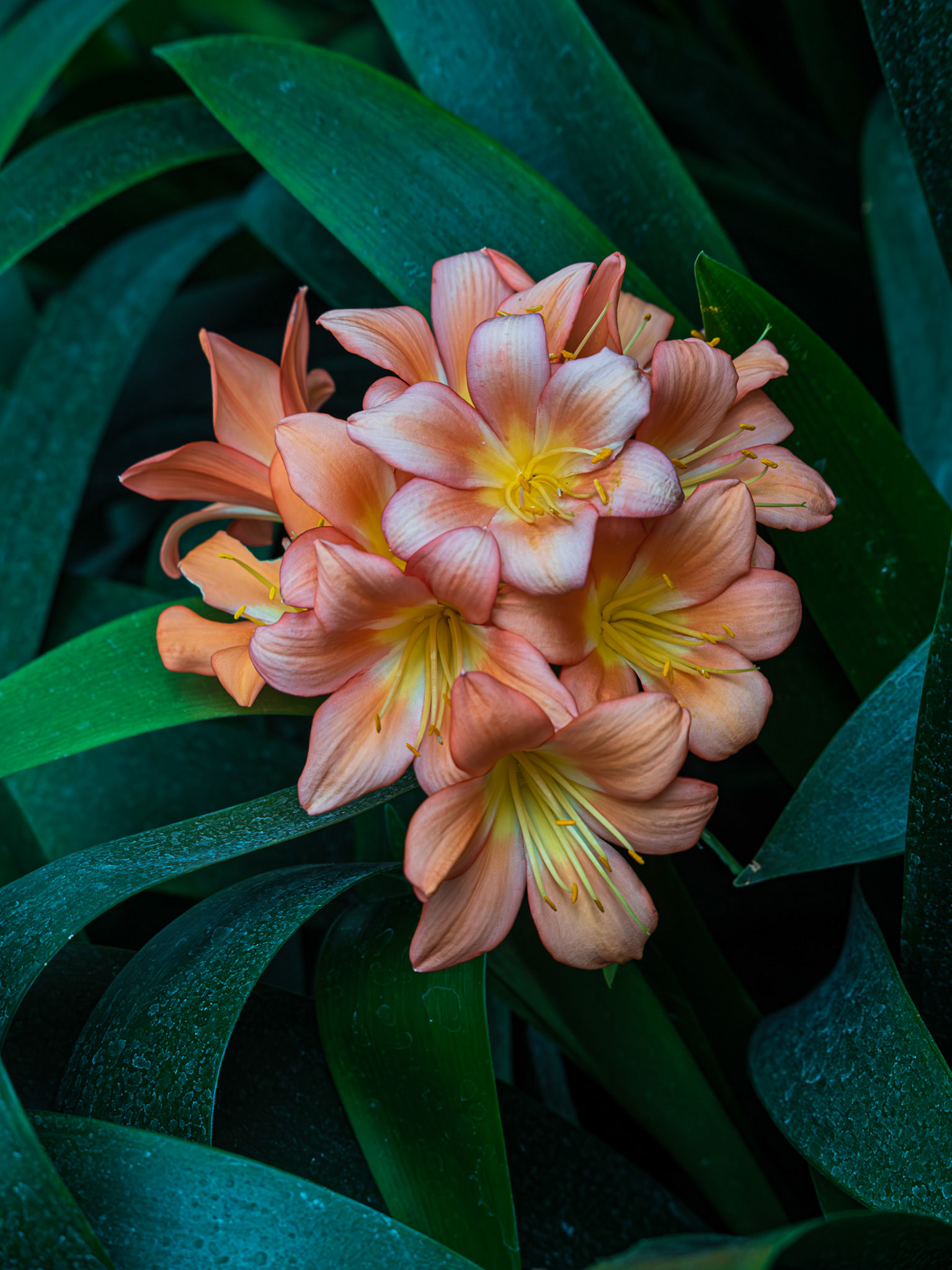 Orange flower against lone green leaves