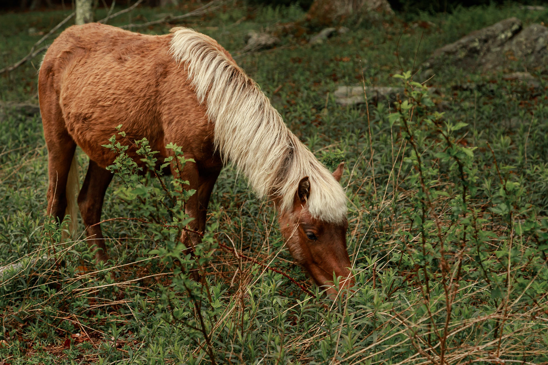 Wild Pony at Grayson
