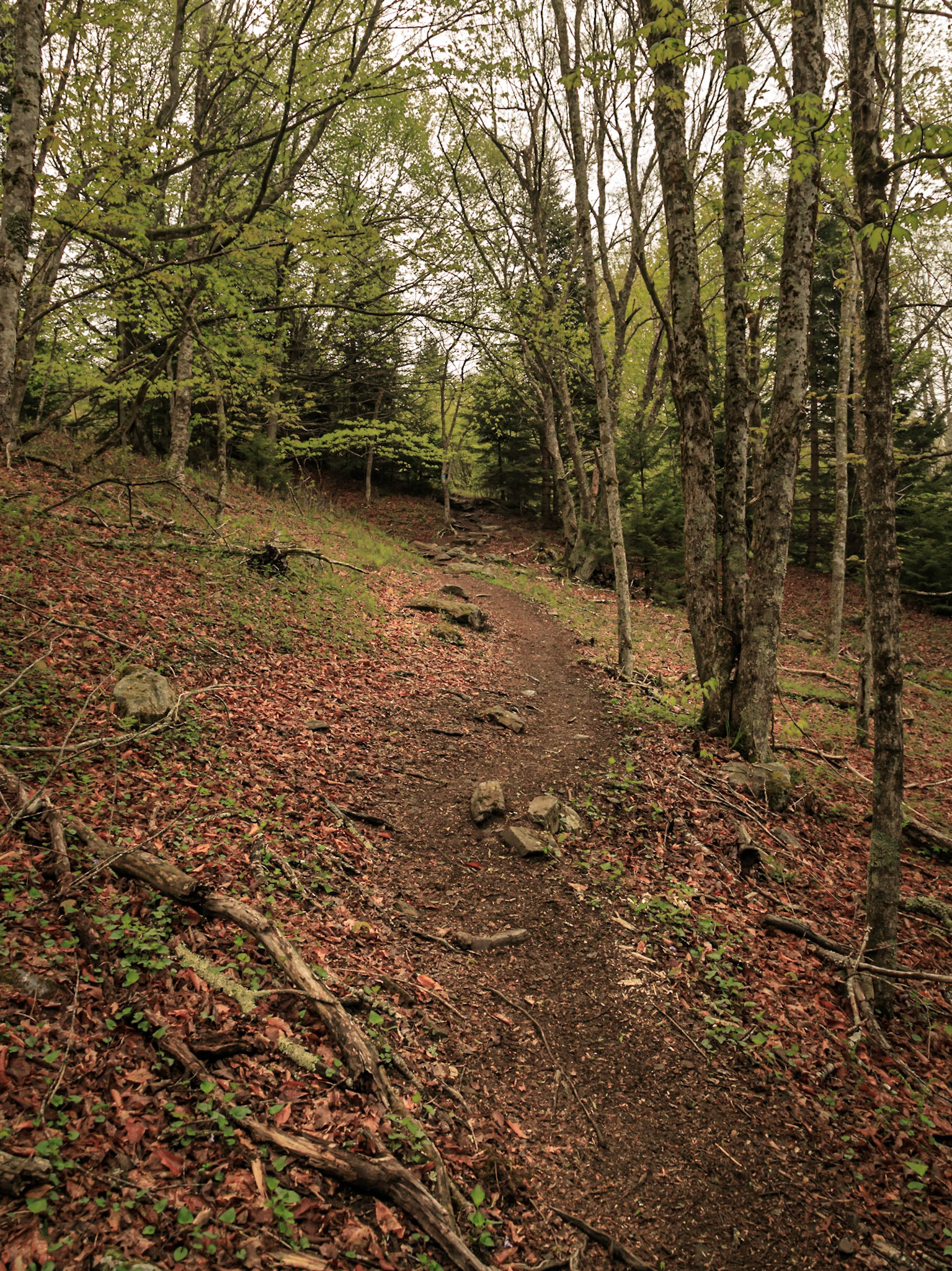 Grayson Highlands Trail