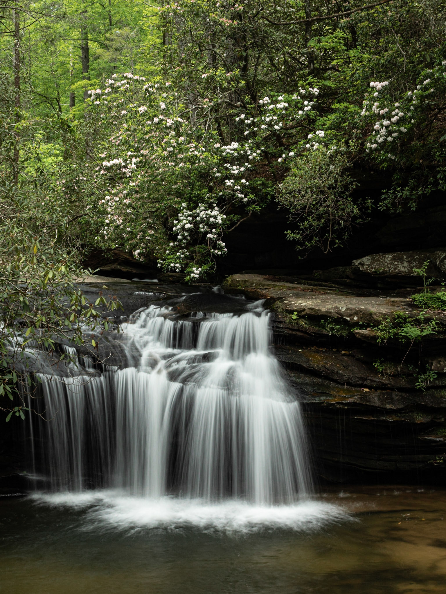 Carrick Creek Falls and Mountain Laurel 2362