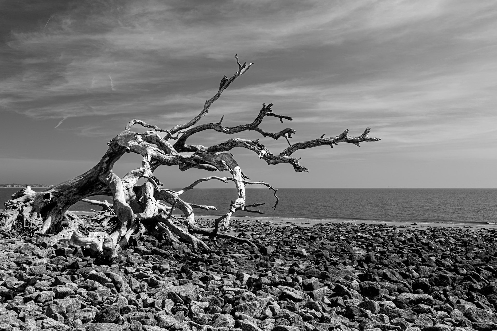 Barren tree against rocky shore at Driftwood Beach on Jekyll Island