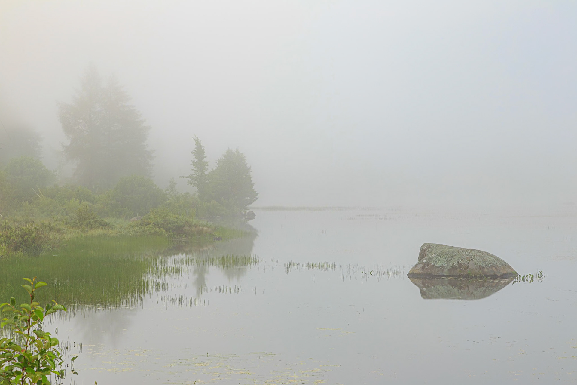 Foggy Abanakee