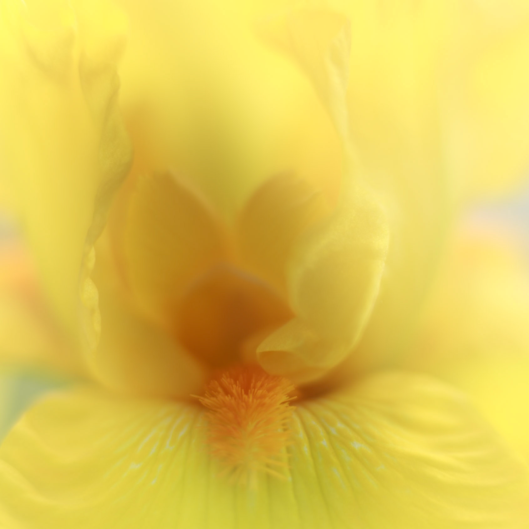 Golden Yellow