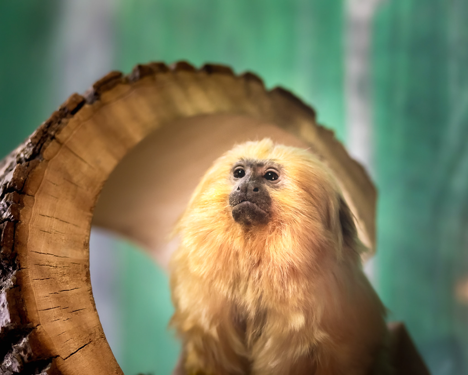 A sunlite Golden Lion Tamarin at the Rosemond Gifford Zoo