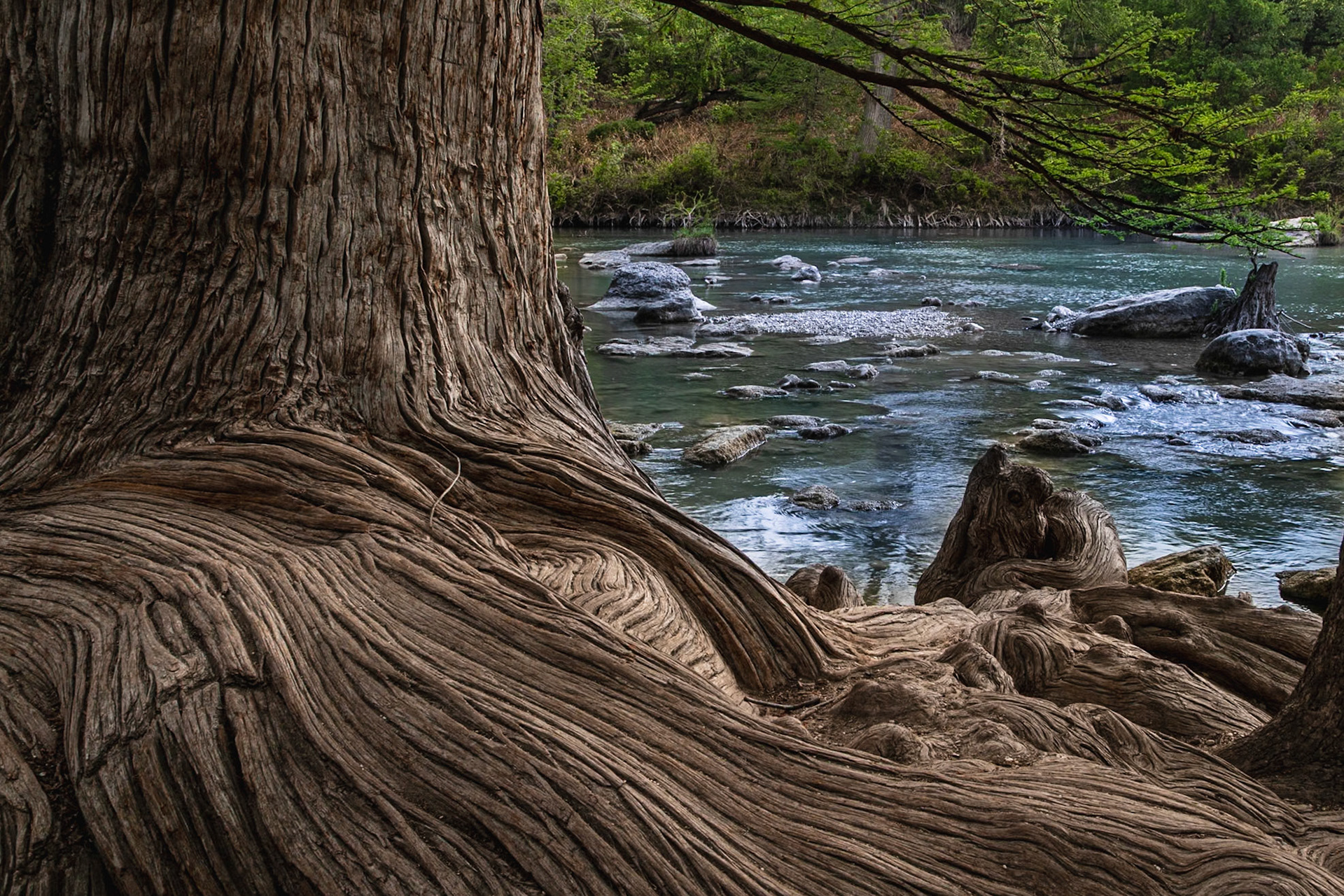 Roots of a majestic tree exposed along the shore of the Guadalupe River