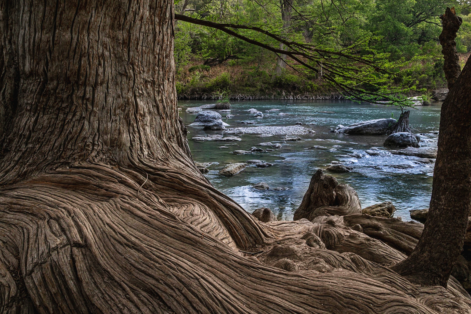 Roots