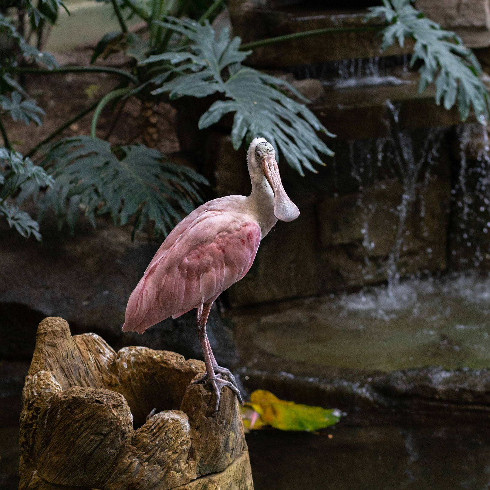 Roseate Spoonbill
