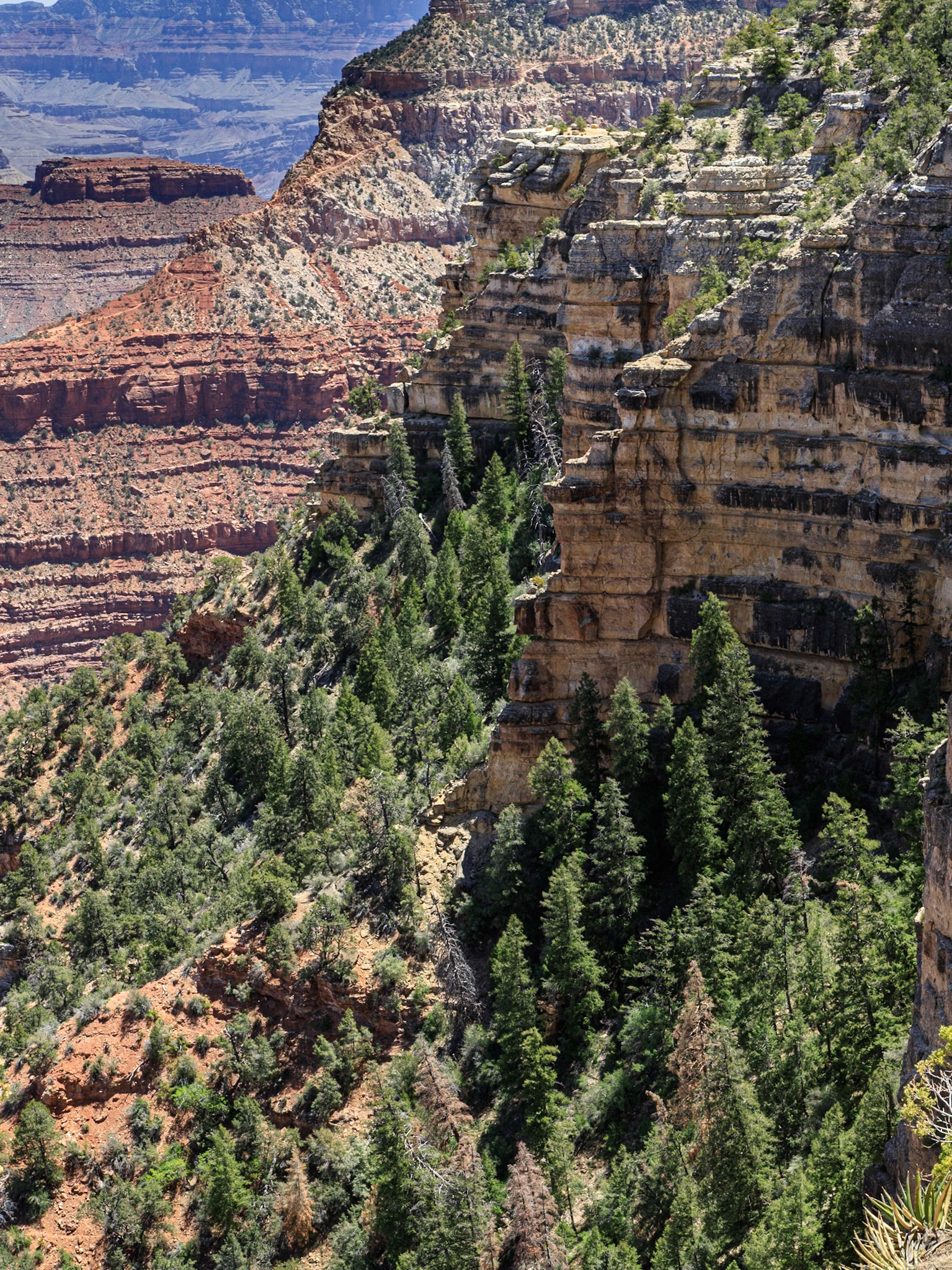 Conferious trees line the steep sides of the Grand Canyon