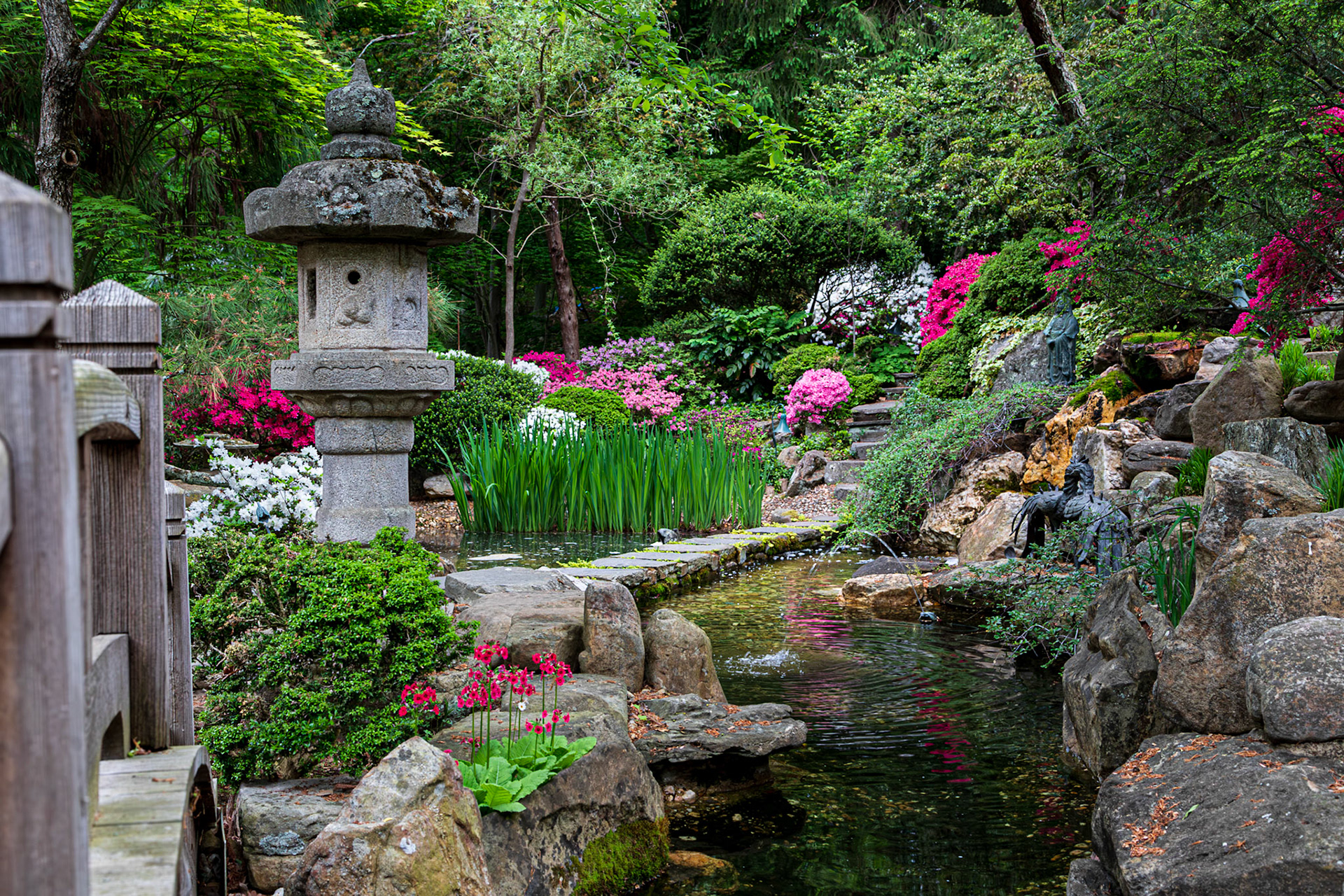 Beautiful red flowers, bridge along a path through a Japanese Garden