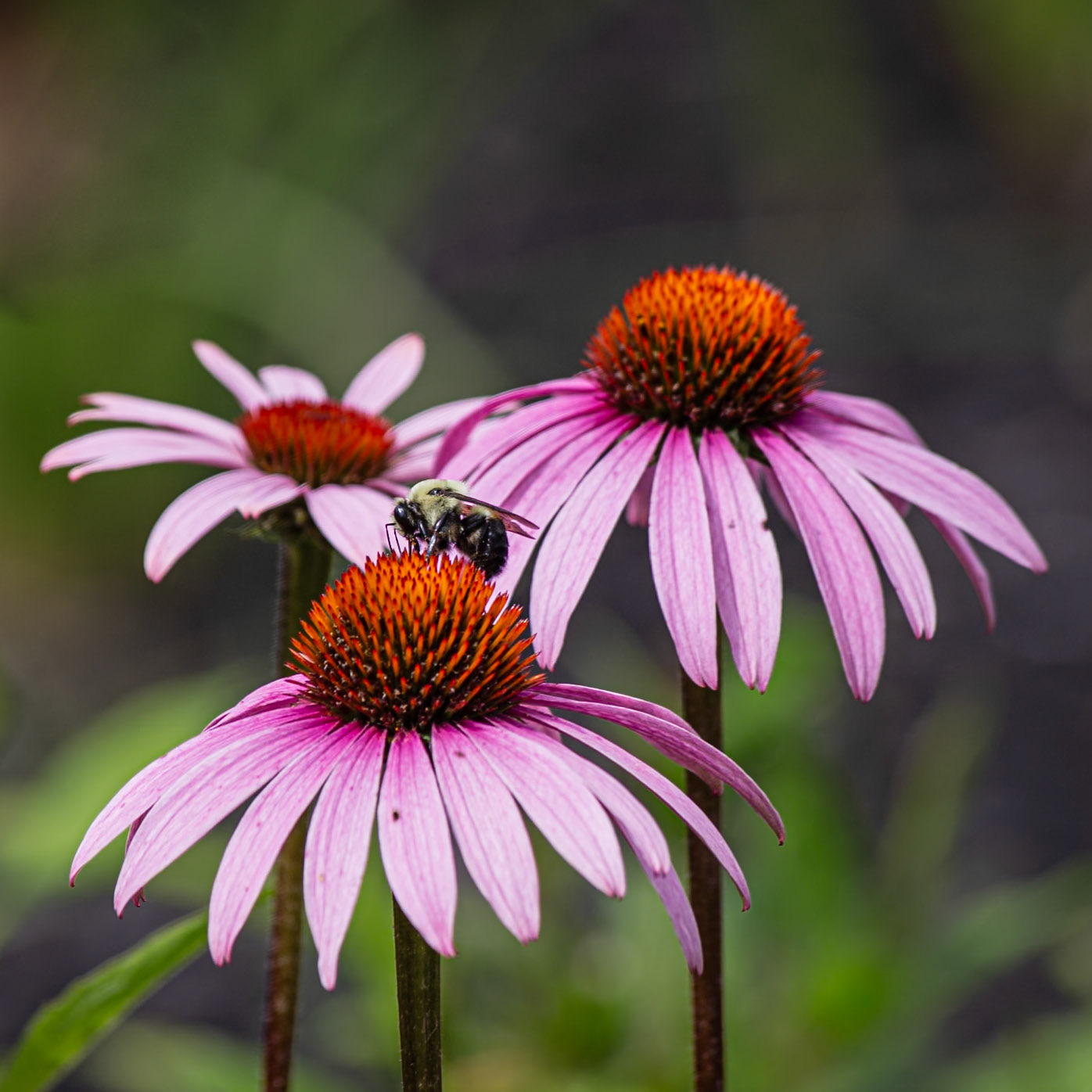 bee searching for pollen in three cone flowers
