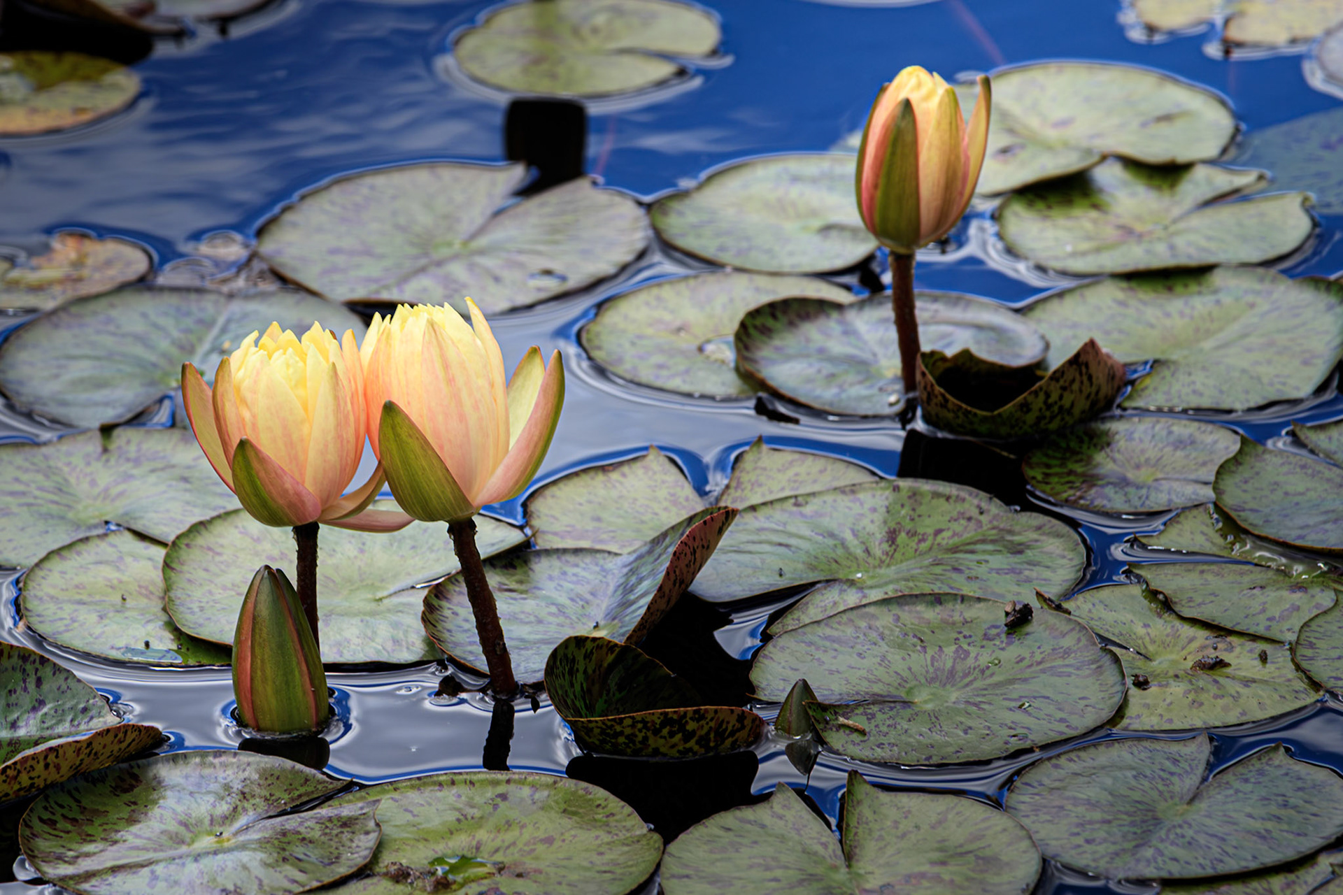 Three pale yellow lillies surround by lilly pads and deep blue colored water