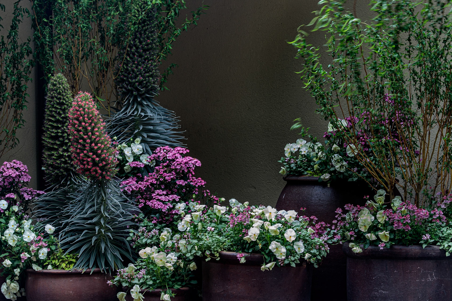 colorful display of potted flowers along a wall