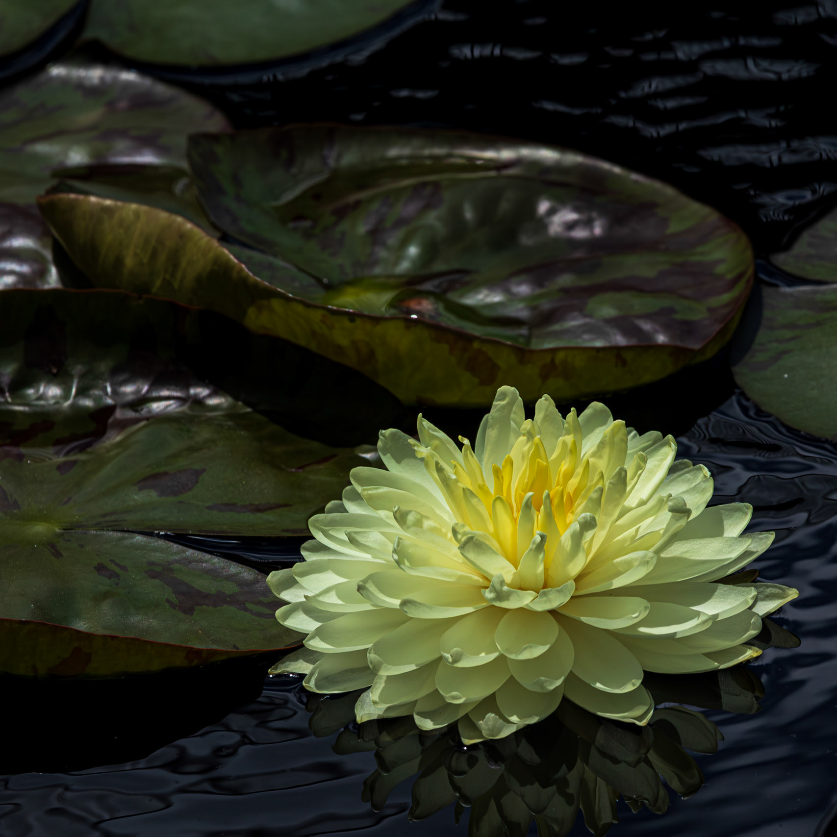 Large yellow flower surrounded by deep green and purplish lilly pads