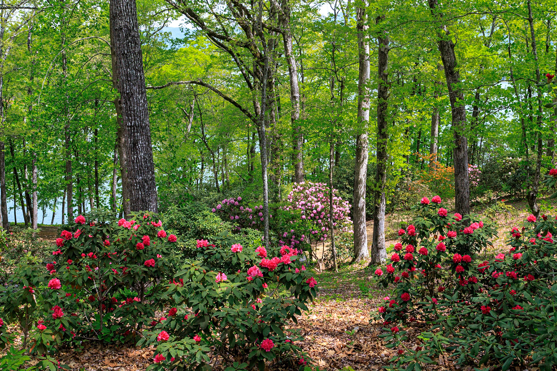 Hamilton Garden Rrhododendrons