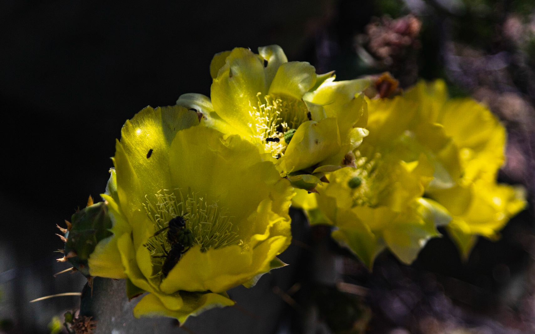 Cactus Bloom