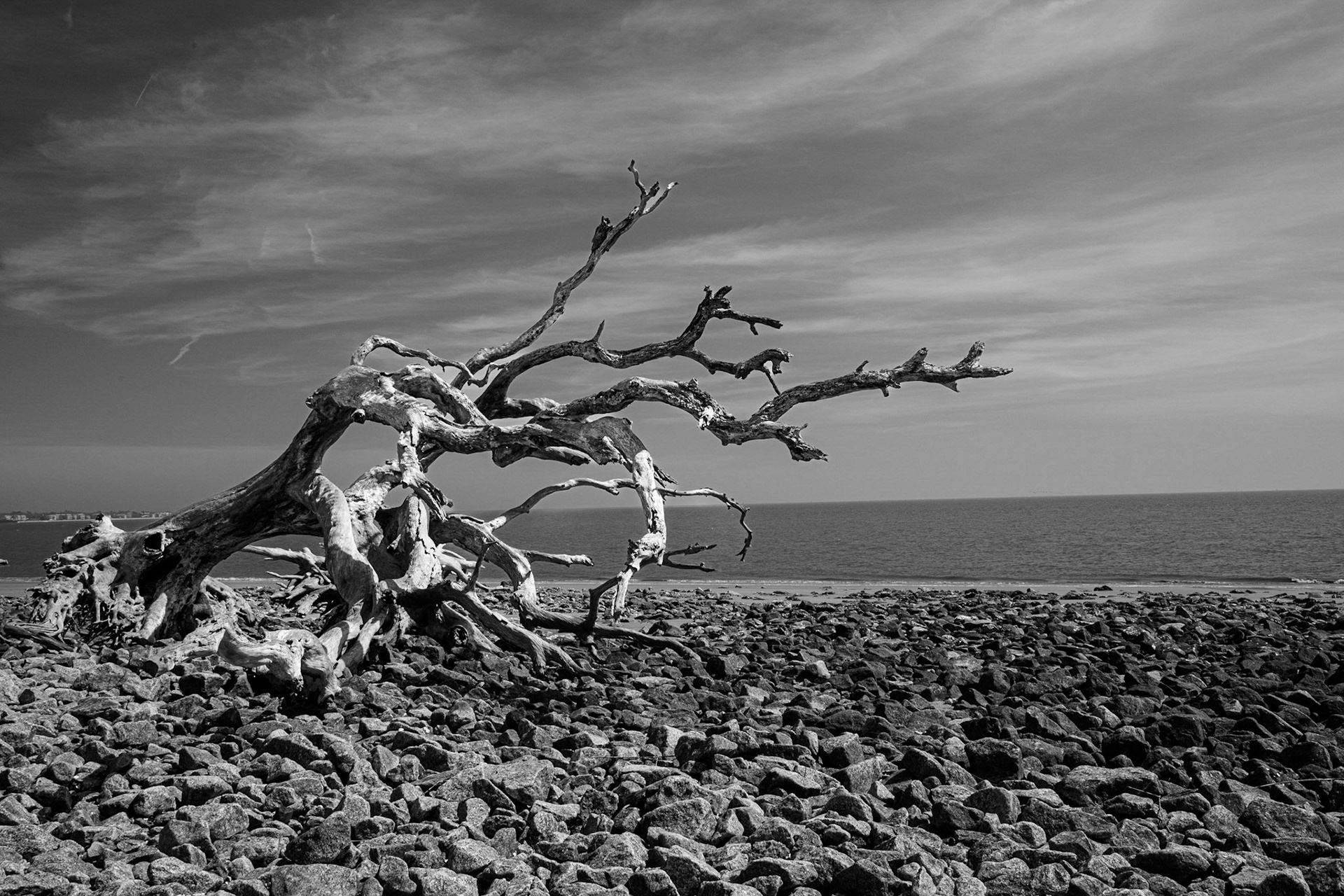 Driftwood Beach -3423