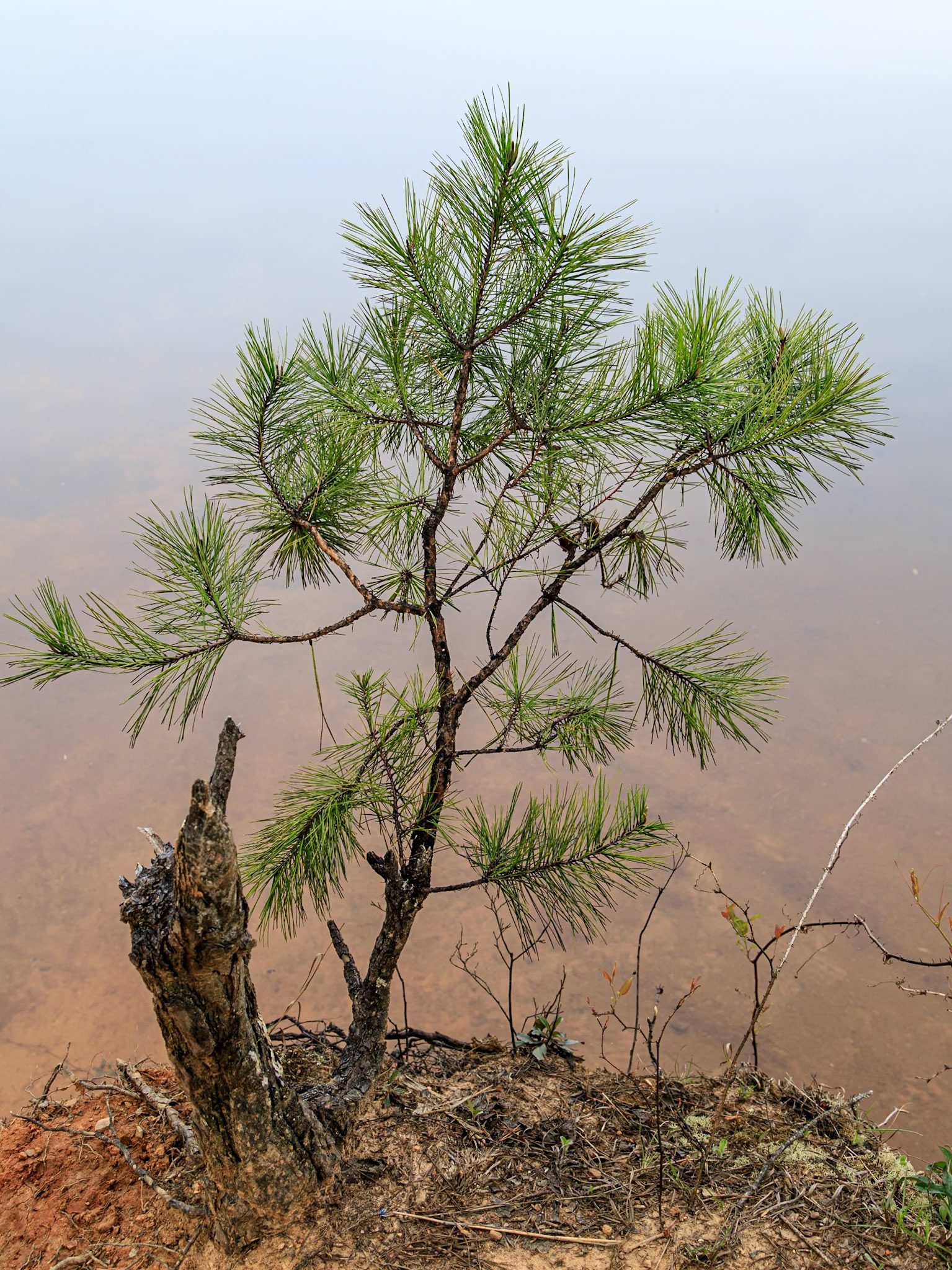 Tree at edge of Keowee Lake 3571