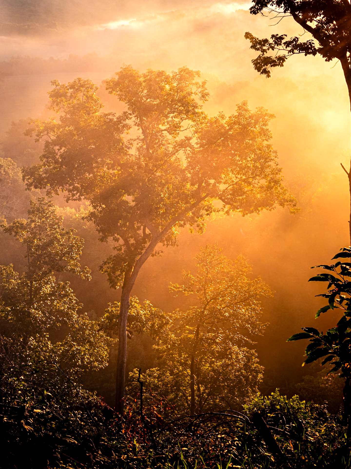Tree in Fog over Valley