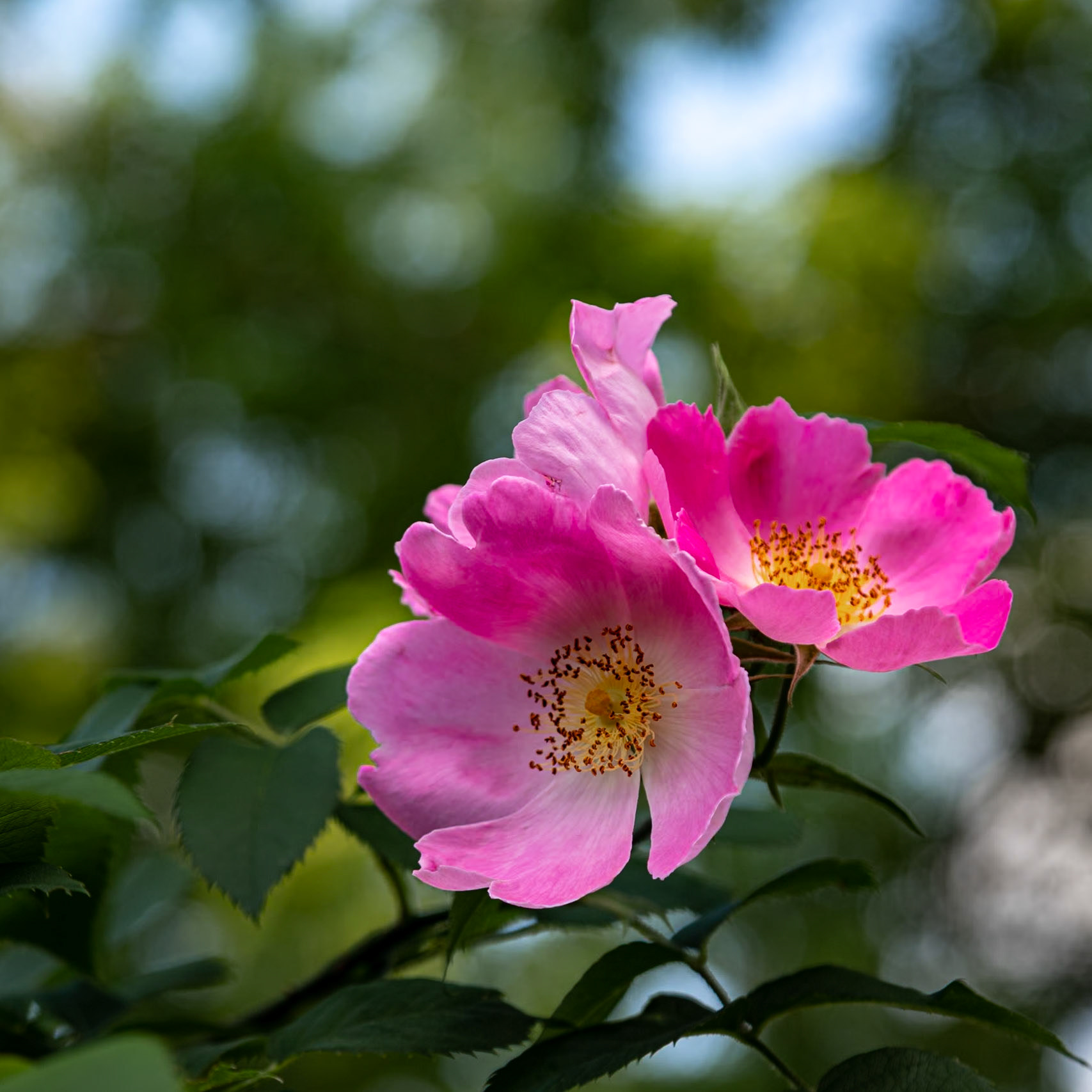 Delicate Beauty