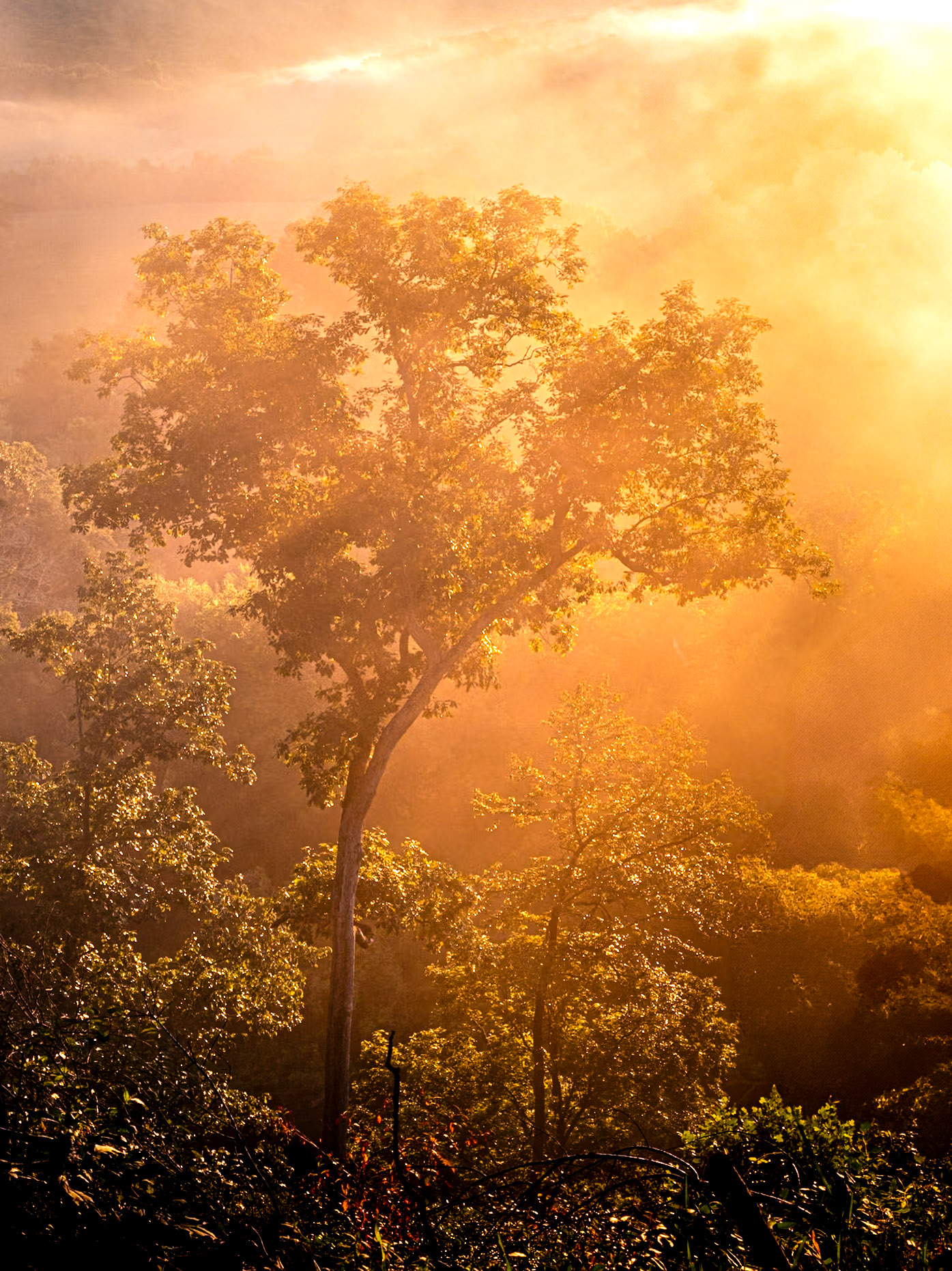 Golden Glow as the sunrises behing the trees in the valley below
