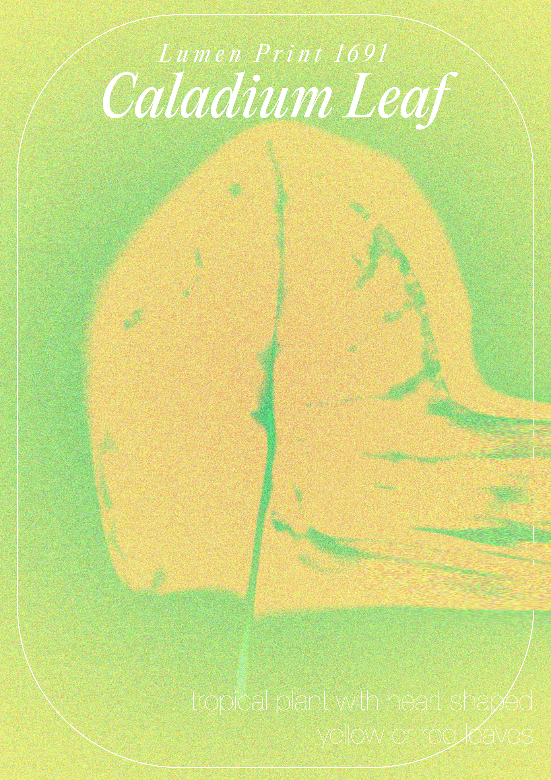 Print 04. Caladium Leaf