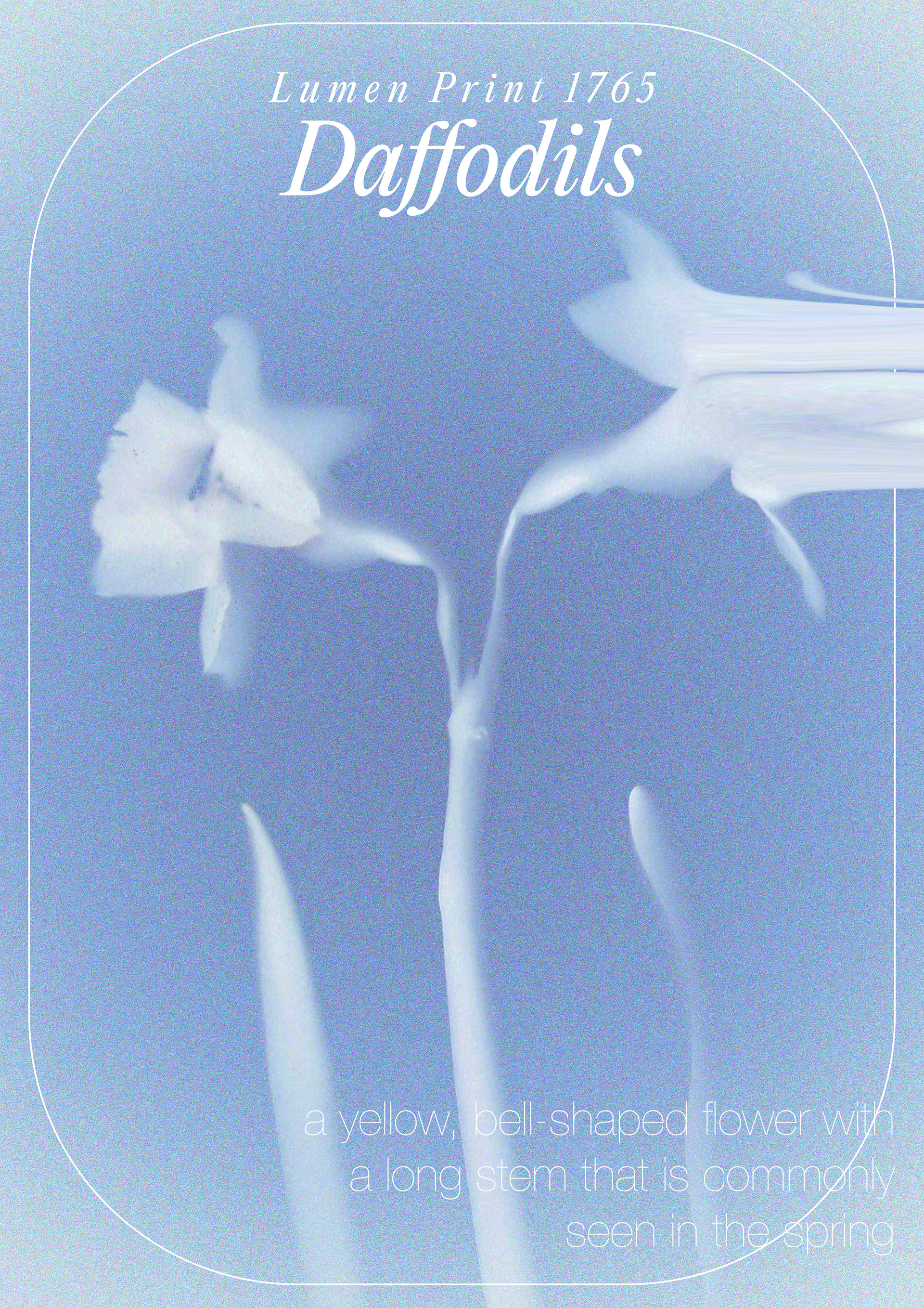 Print 02. Daffodils