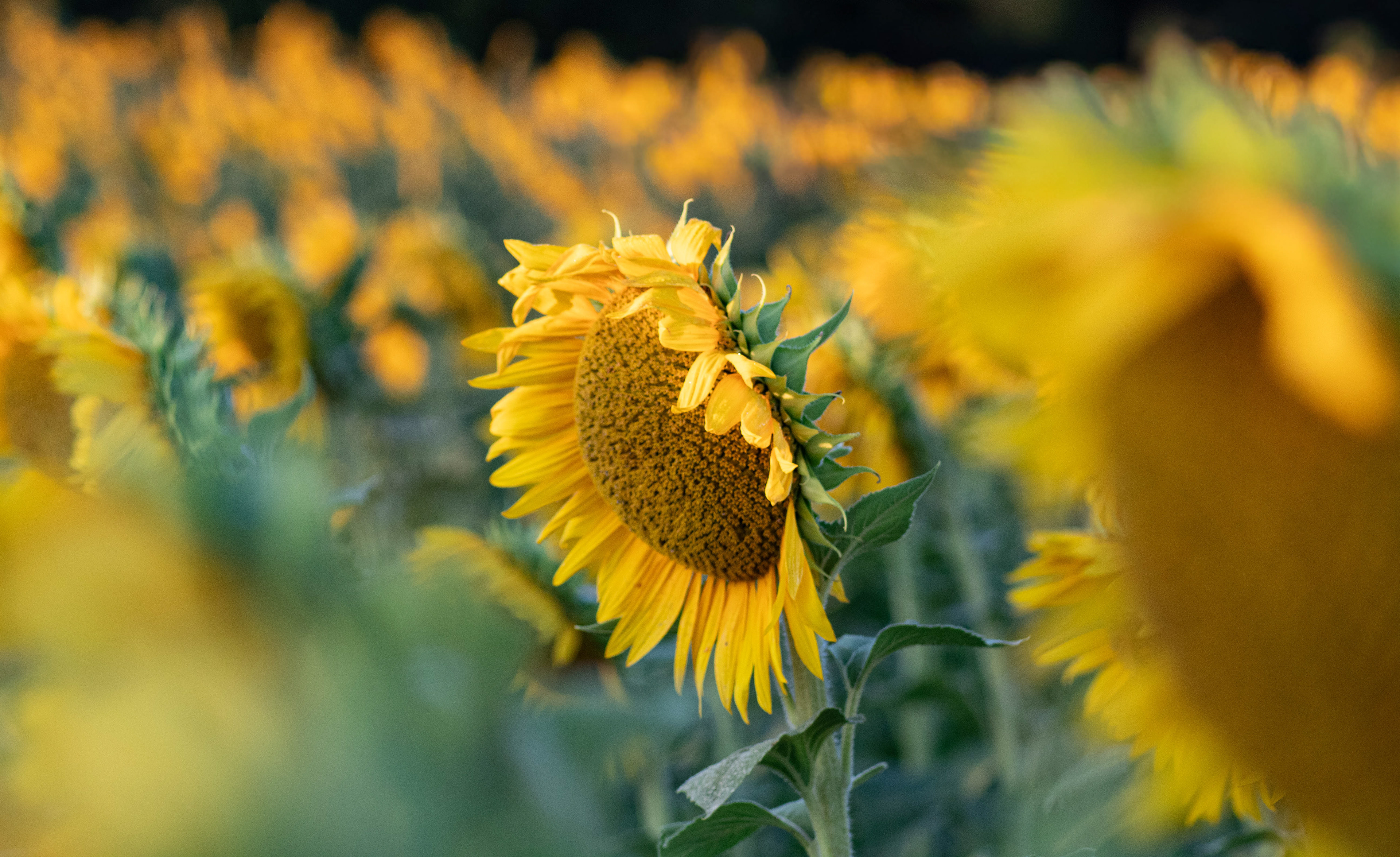 Sunflower Farm Lawrence KC
