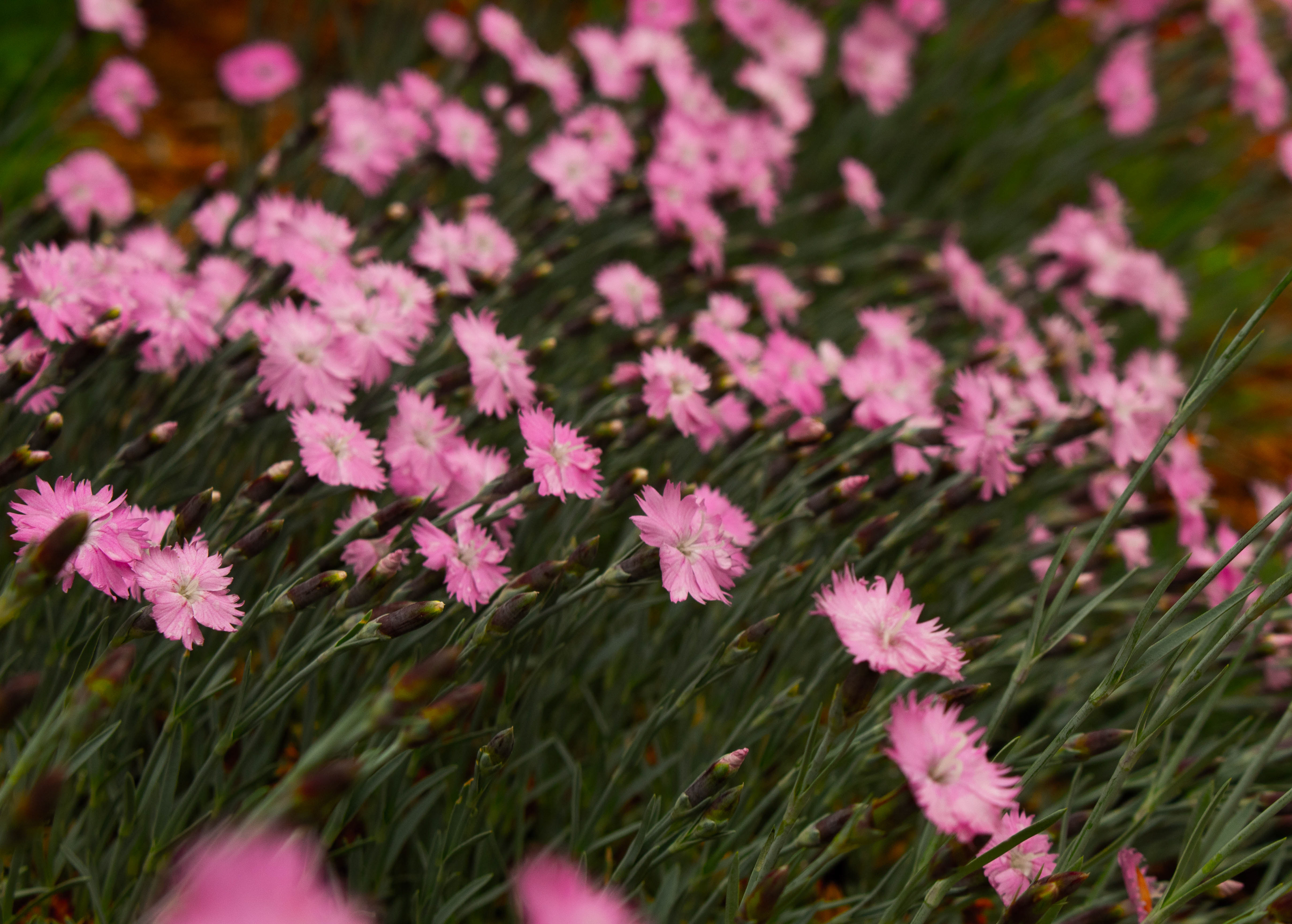 Botanica, The Wichita Gardens - Tulip Festival