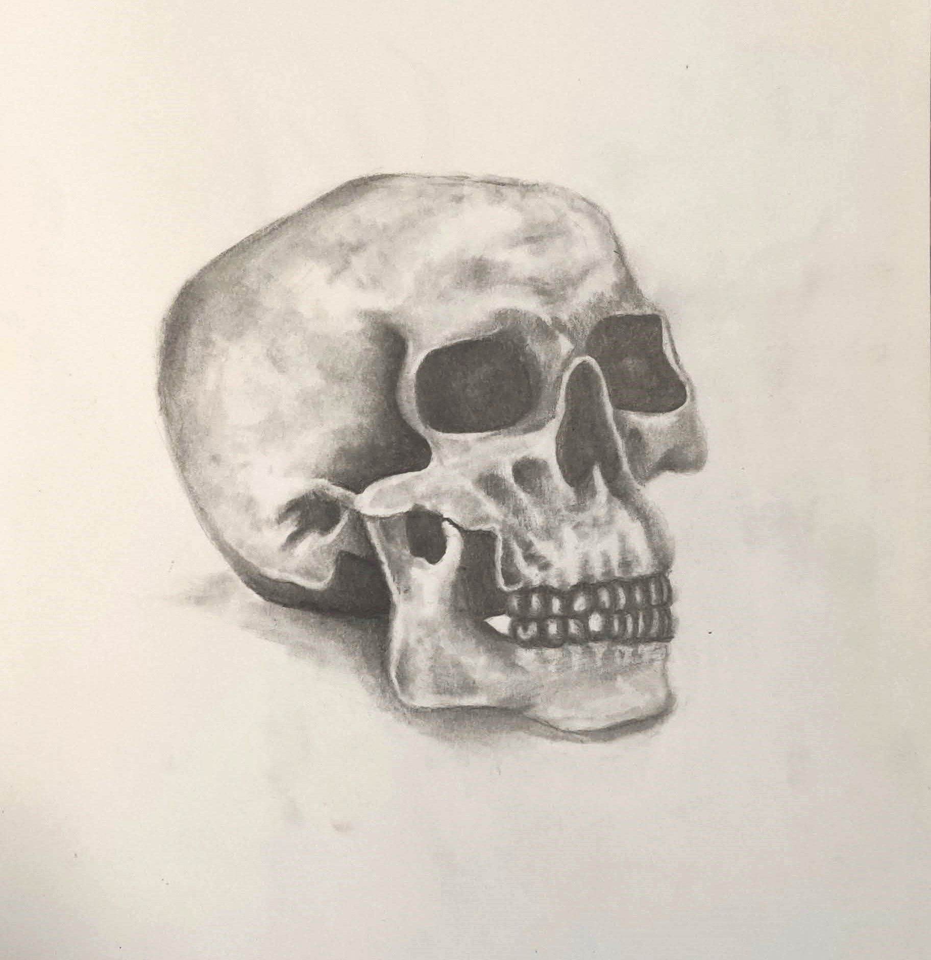 Skull Still-life Drawing (Graphite)
