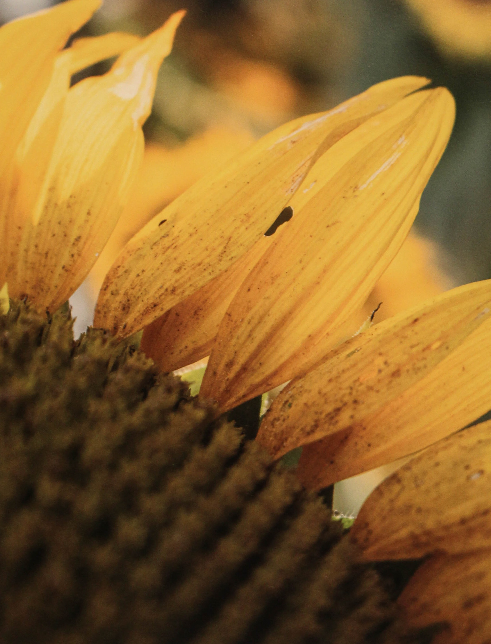 Sunflower Farm Lawrence KC