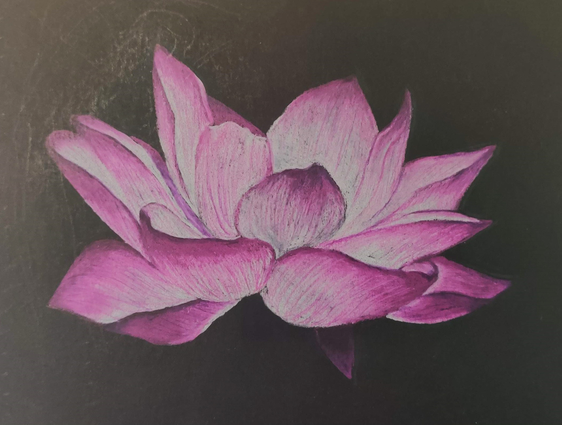 Pink Lotus Flower Drawing (Color Pencil)