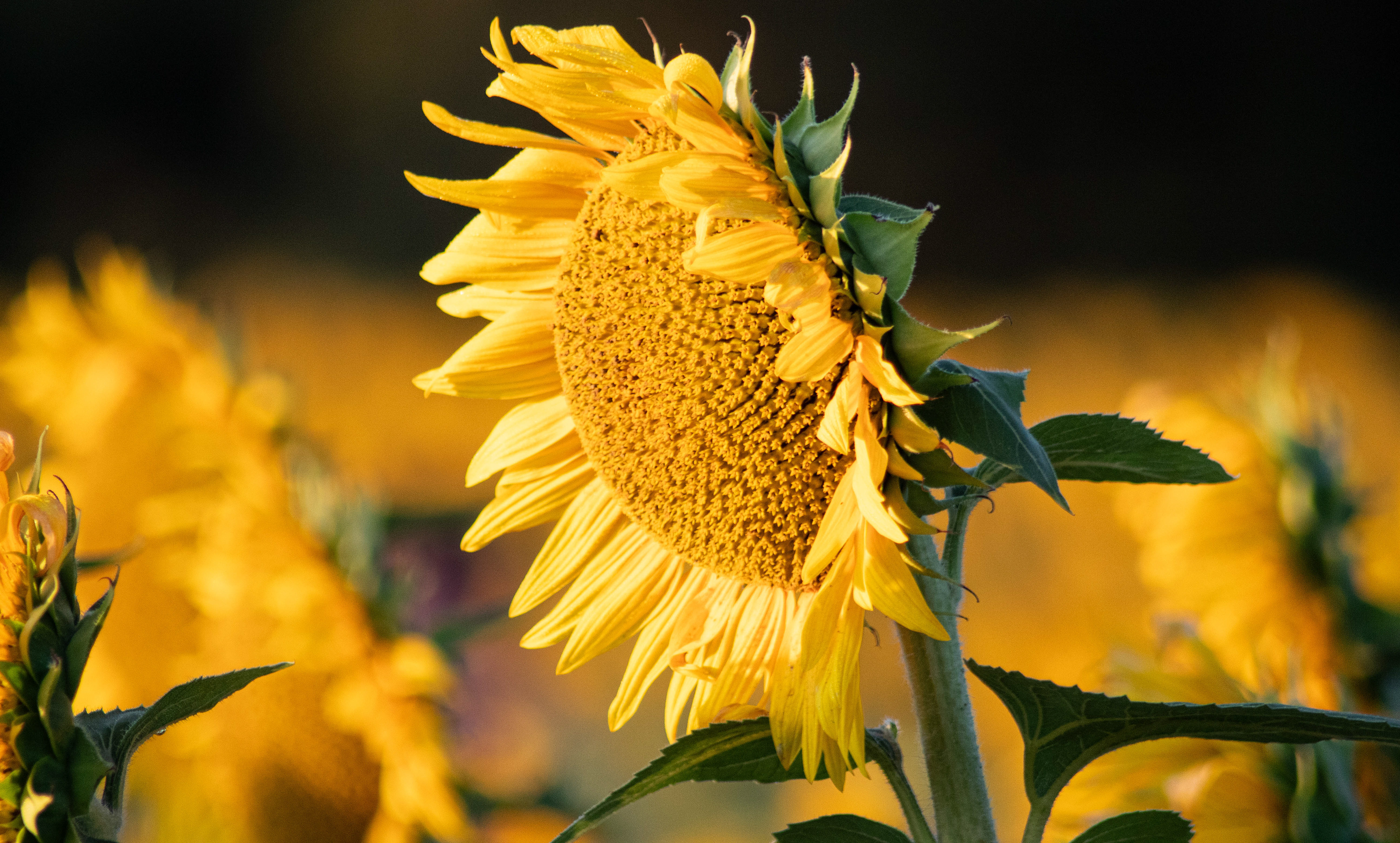Sunflower Farm Lawrence KC