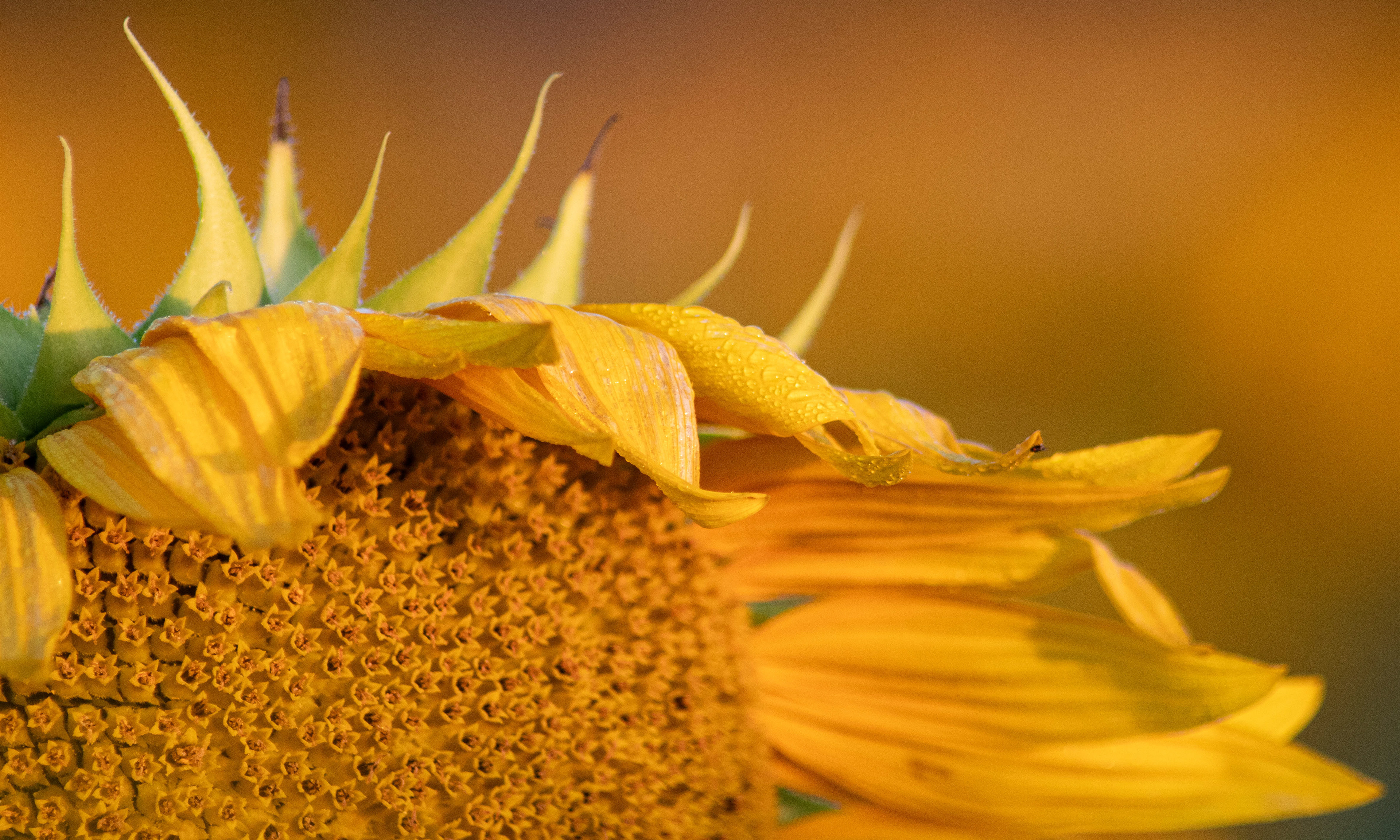 Sunflower Farm Lawrence KC