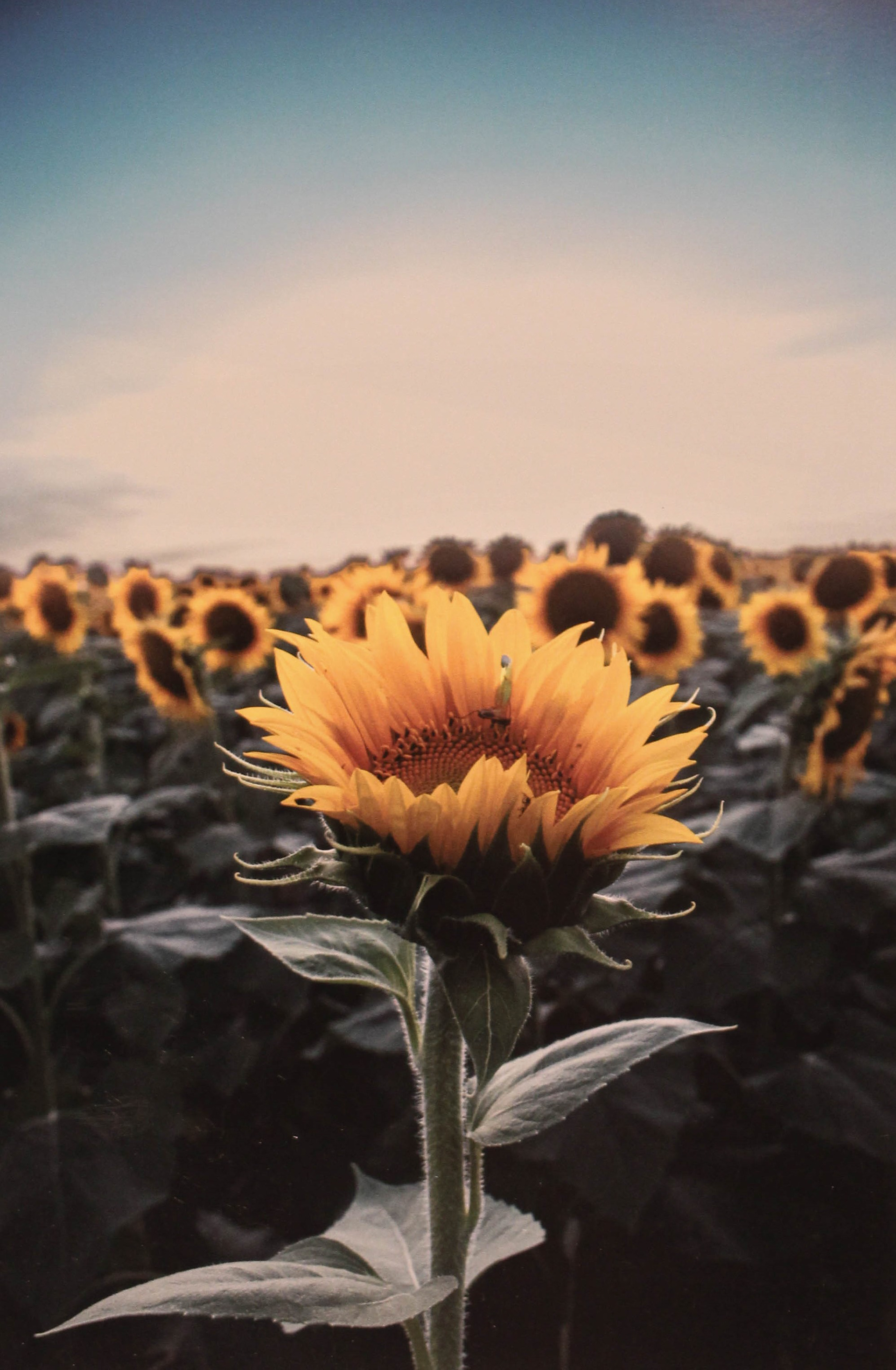 Sunflower Farm Lawrence KC