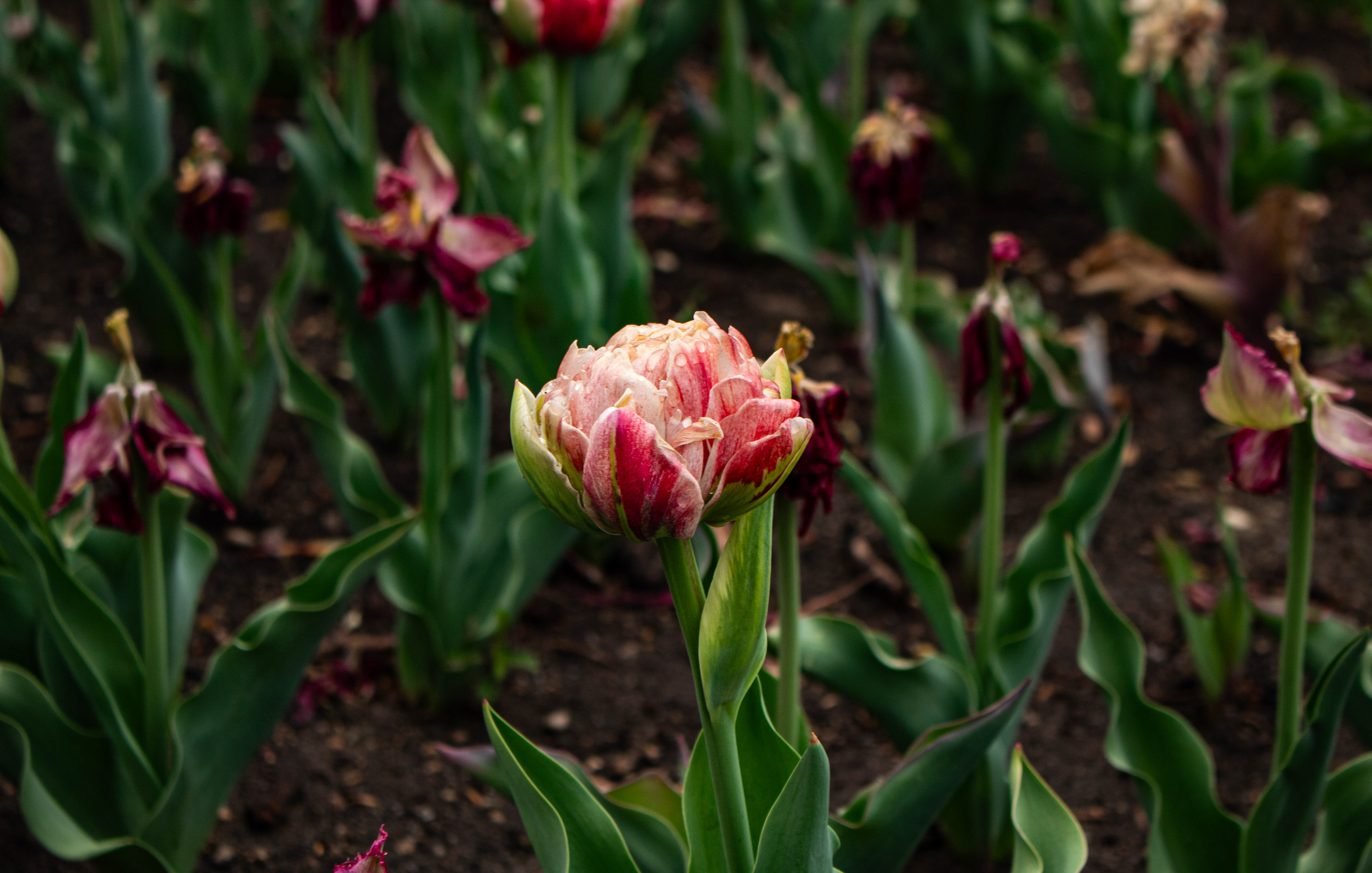 Botanica, The Wichita Gardens - Tulip Festival