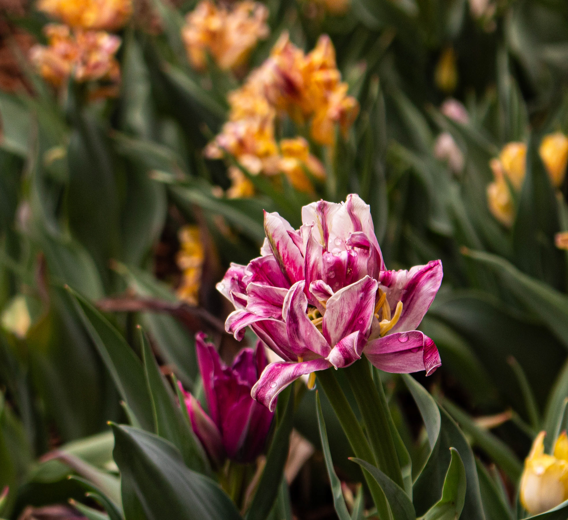 Botanica, The Wichita Gardens - Tulip Festival