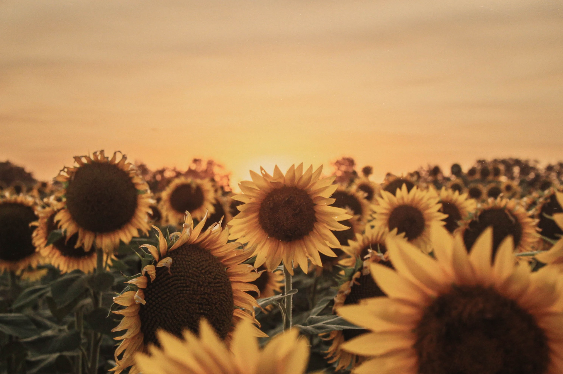 Sunflower Farm Lawrence KC