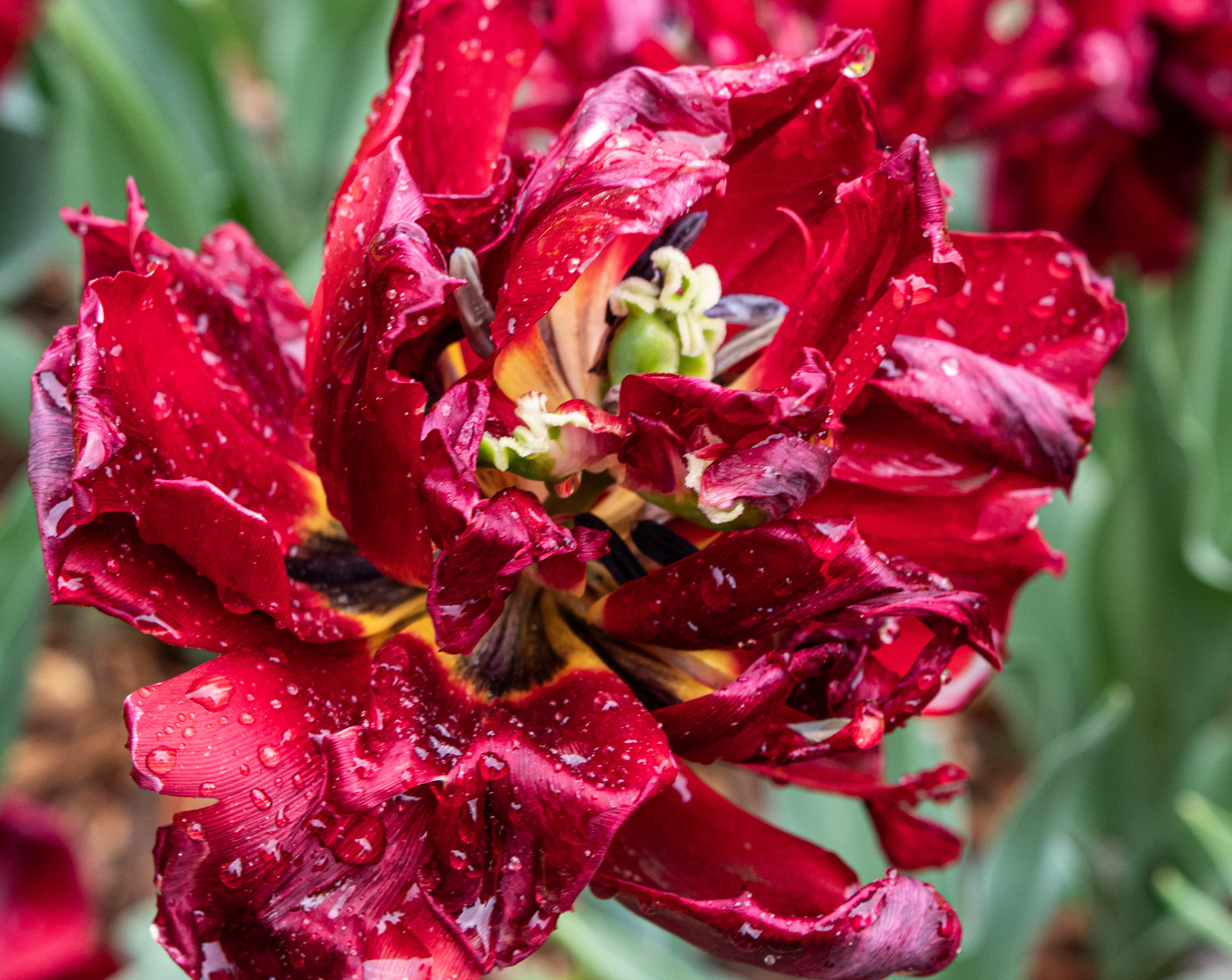 Botanica, The Wichita Gardens - Tulip Festival