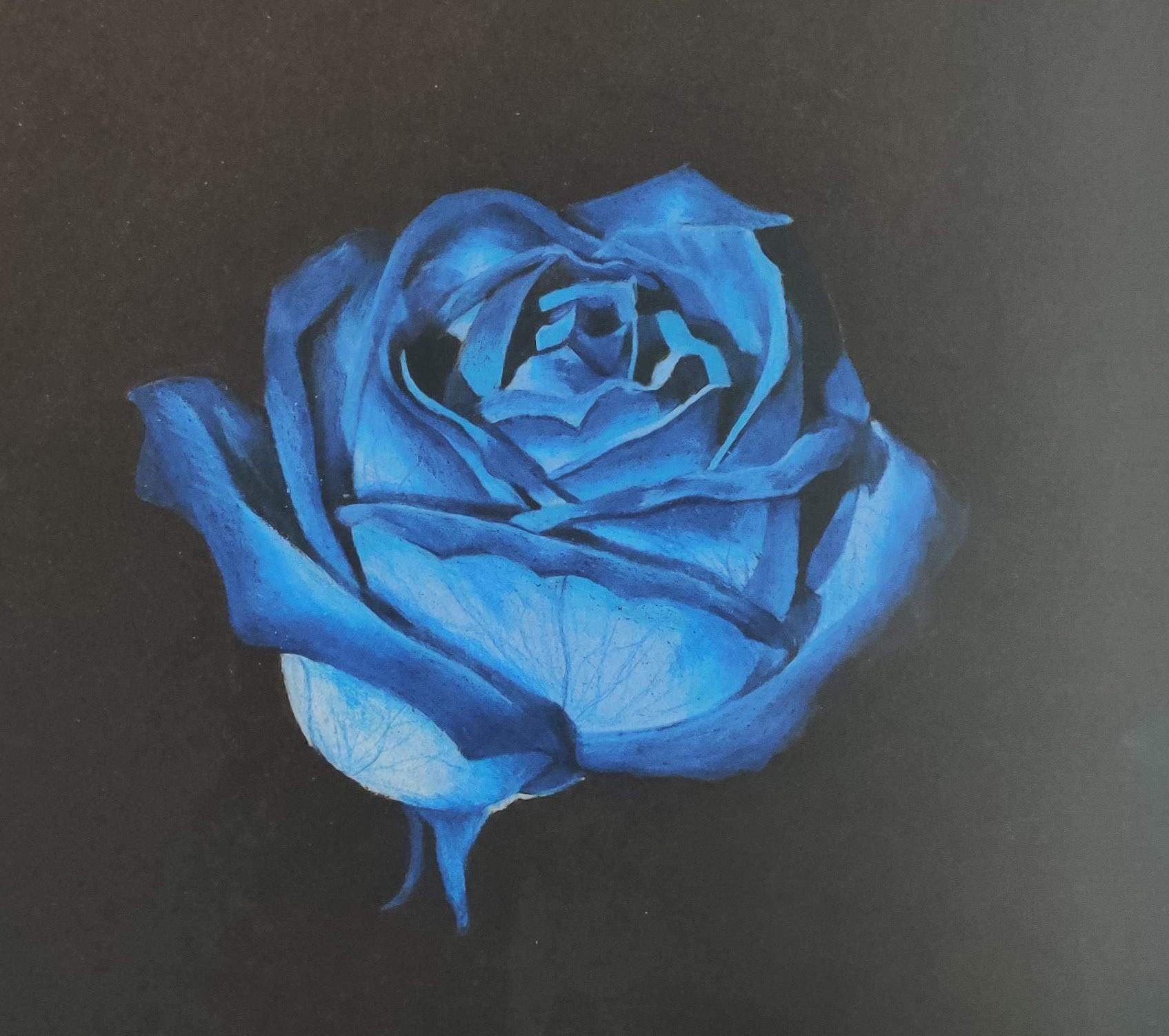 Blue Rose Drawing (Color Pencil)