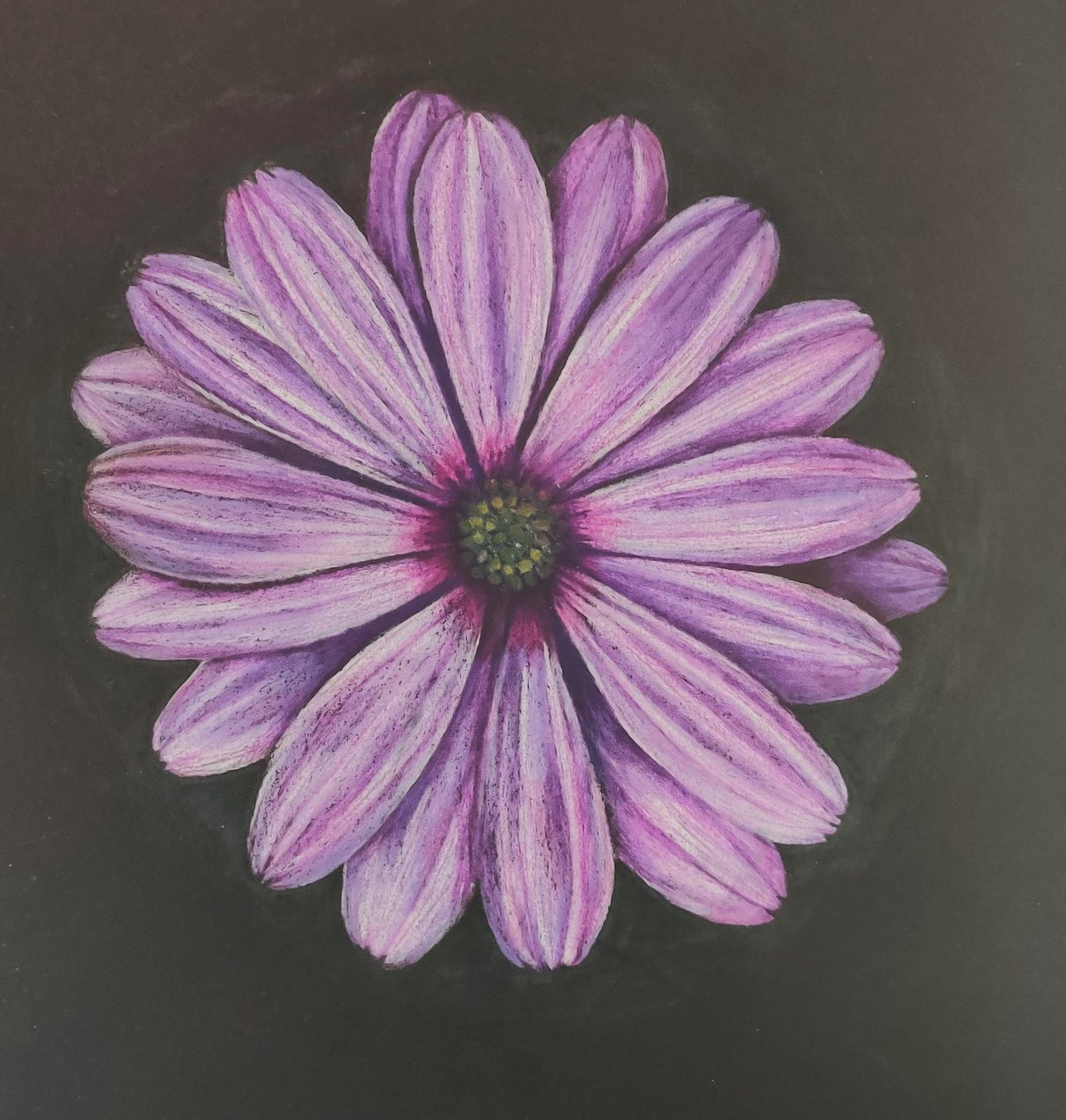Purple Daisy Flower Drawing (Color Pencil)