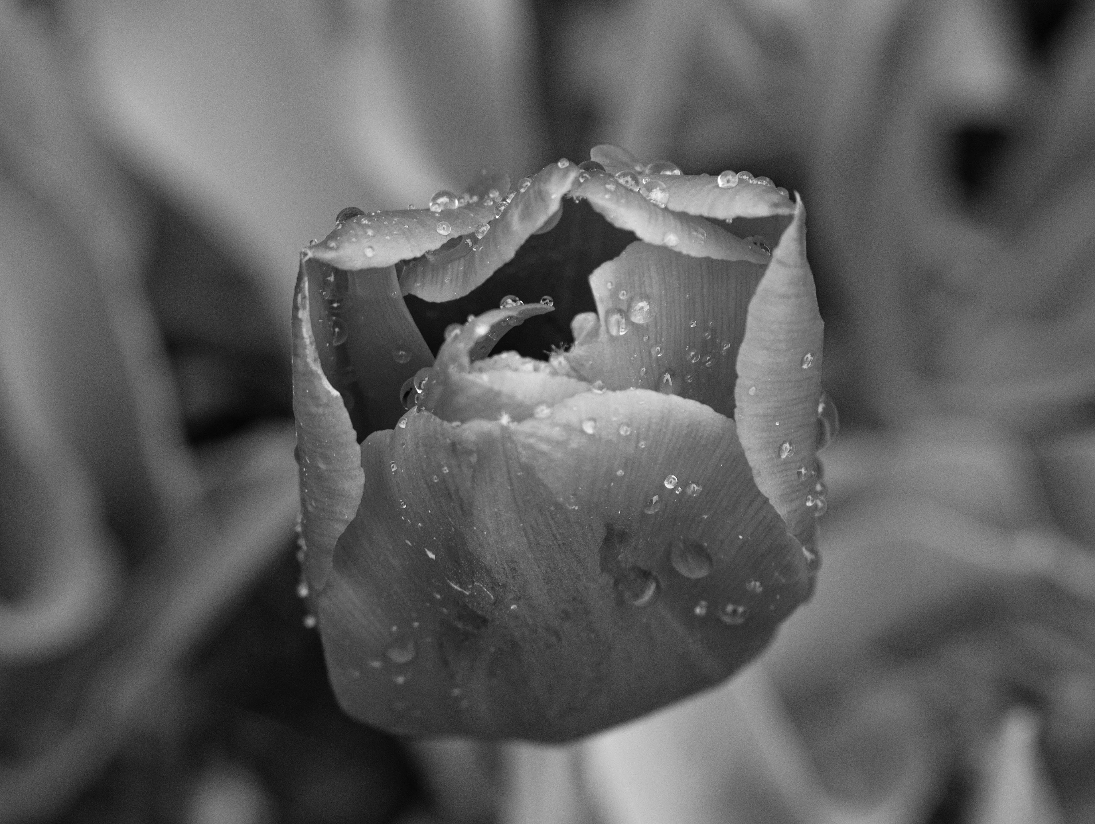 Botanica, The Wichita Gardens - Tulip Festival
